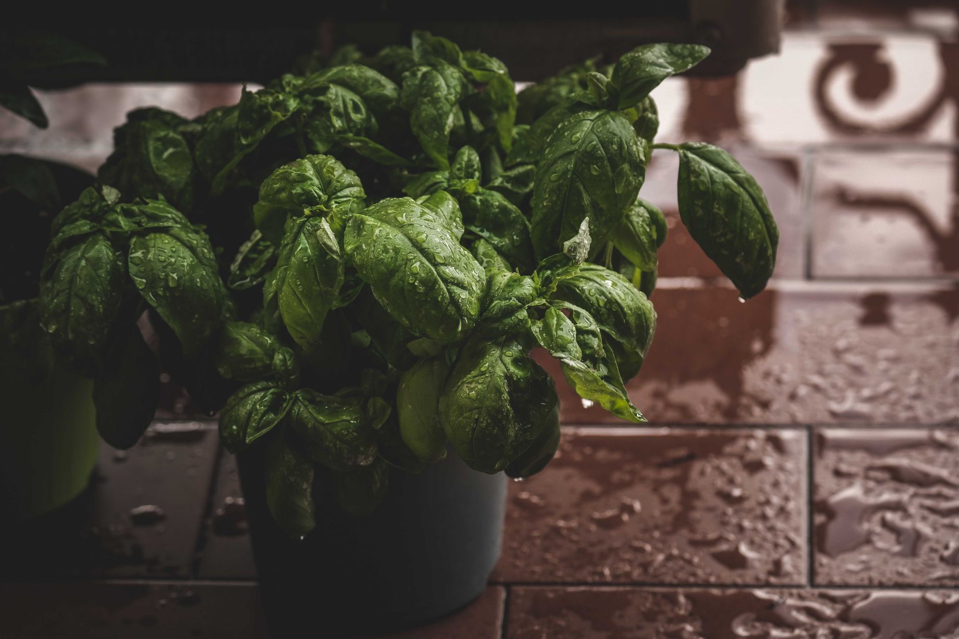 Albahaca planta aromática