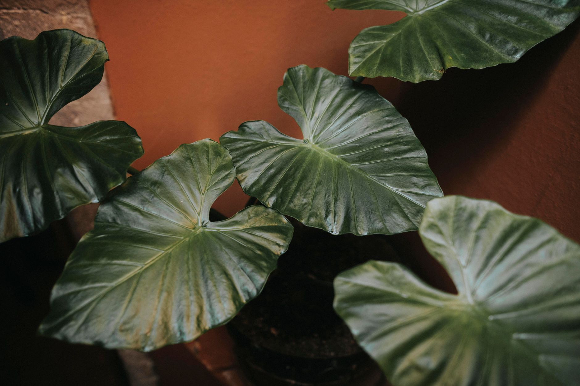 Hojas grandes de Alocasia tropical con nervios blancos destacados en detalle
