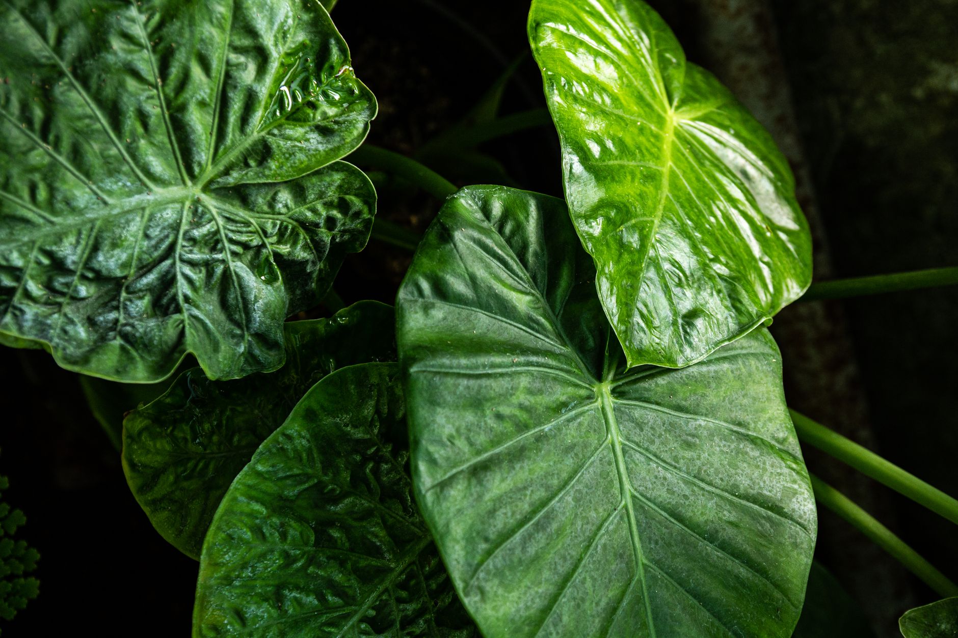 Planta Alocasia tropical en maceta con hojas exuberantes en interior luminoso