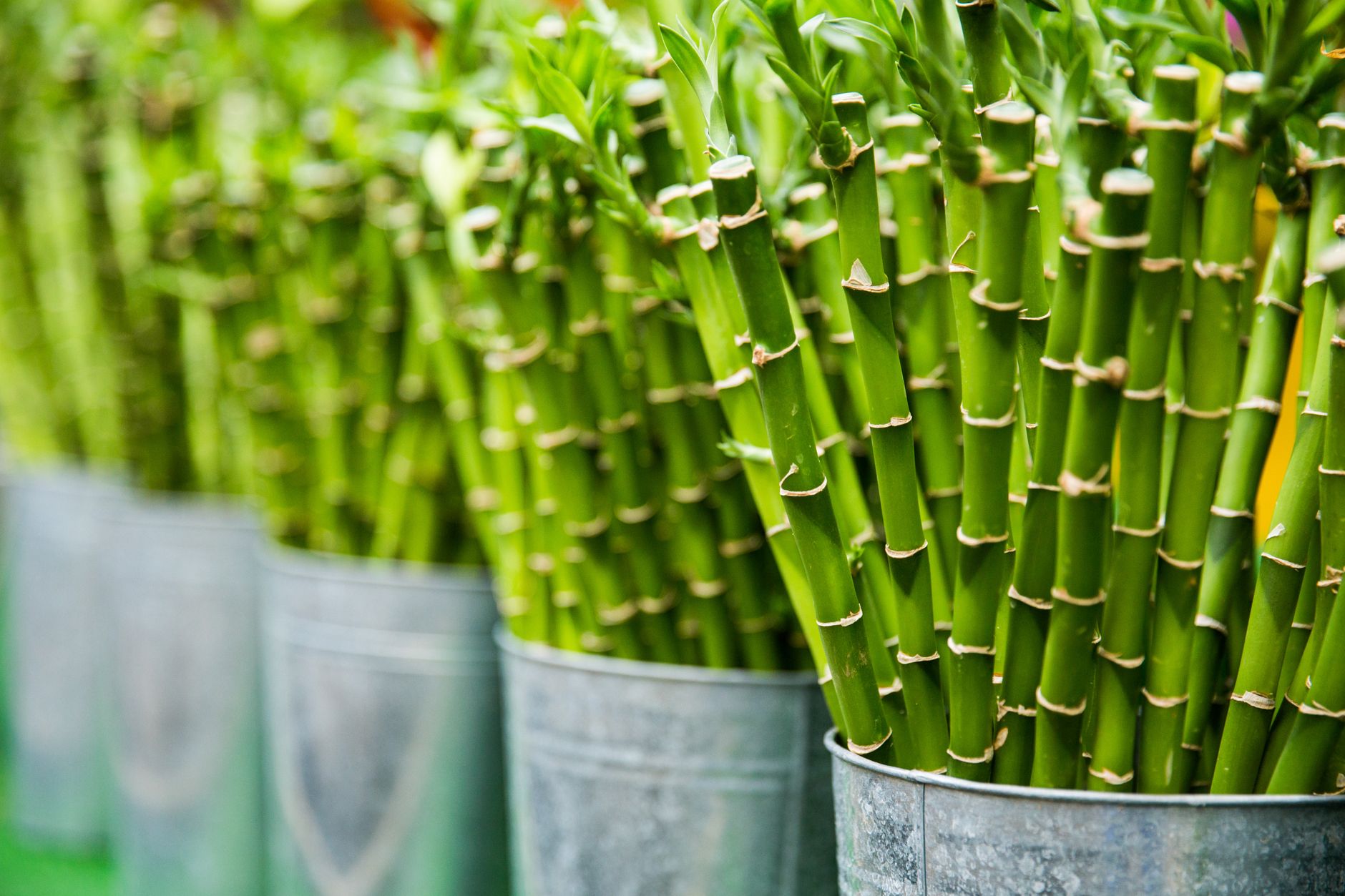 Bambú de la suerte Dracaena sanderiana tallos en agua