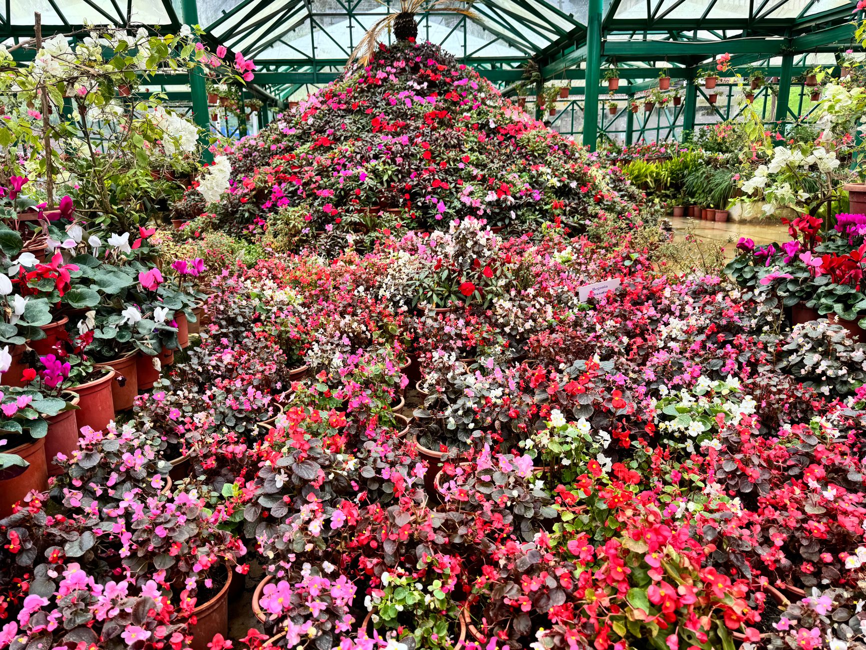 Begonia Rex en maceta con hojas rojas y verdes — planta de interior decorativa con rizoma visible