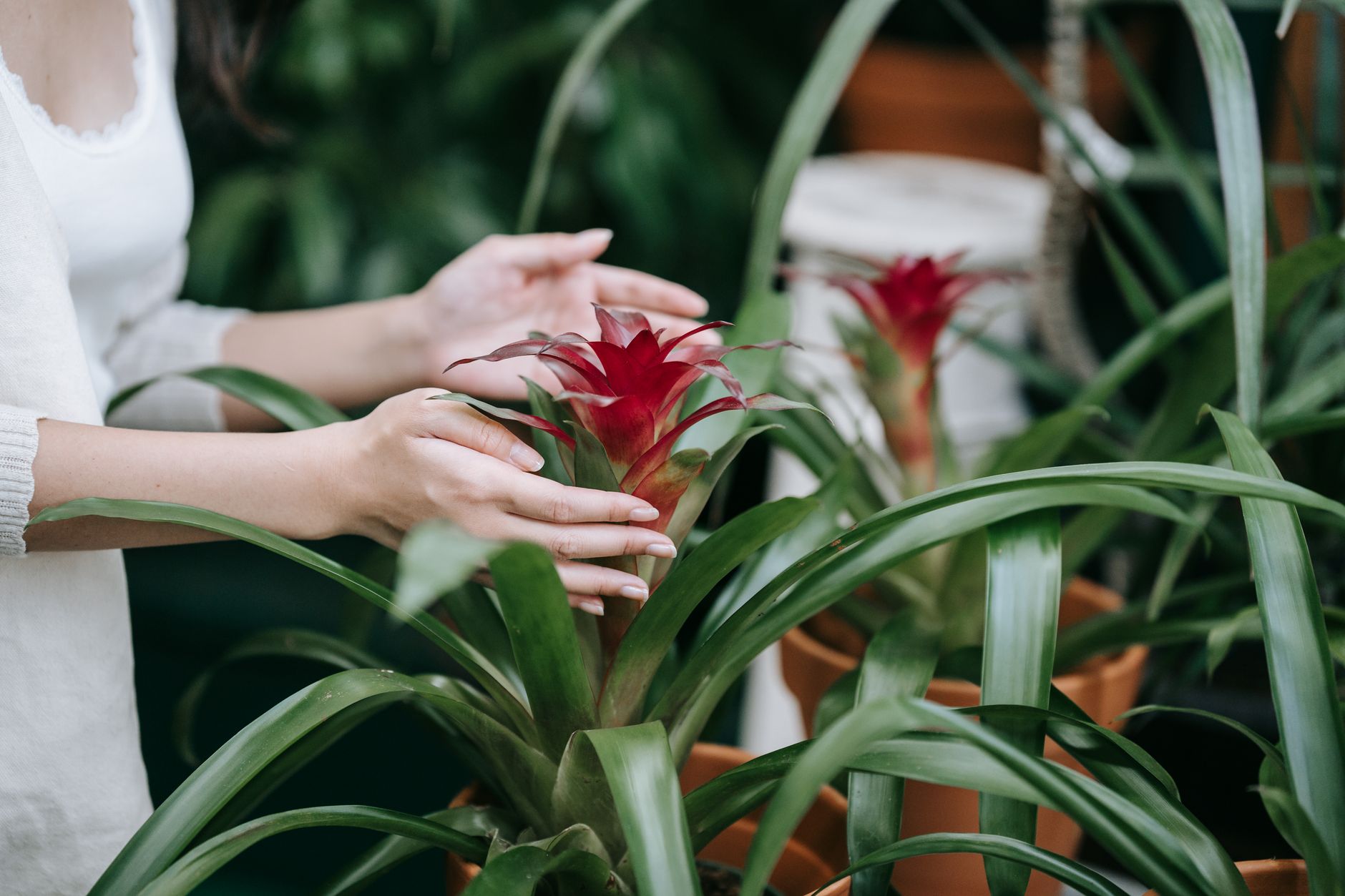 Bromelia Guzmania planta tropical flor vistosa interior