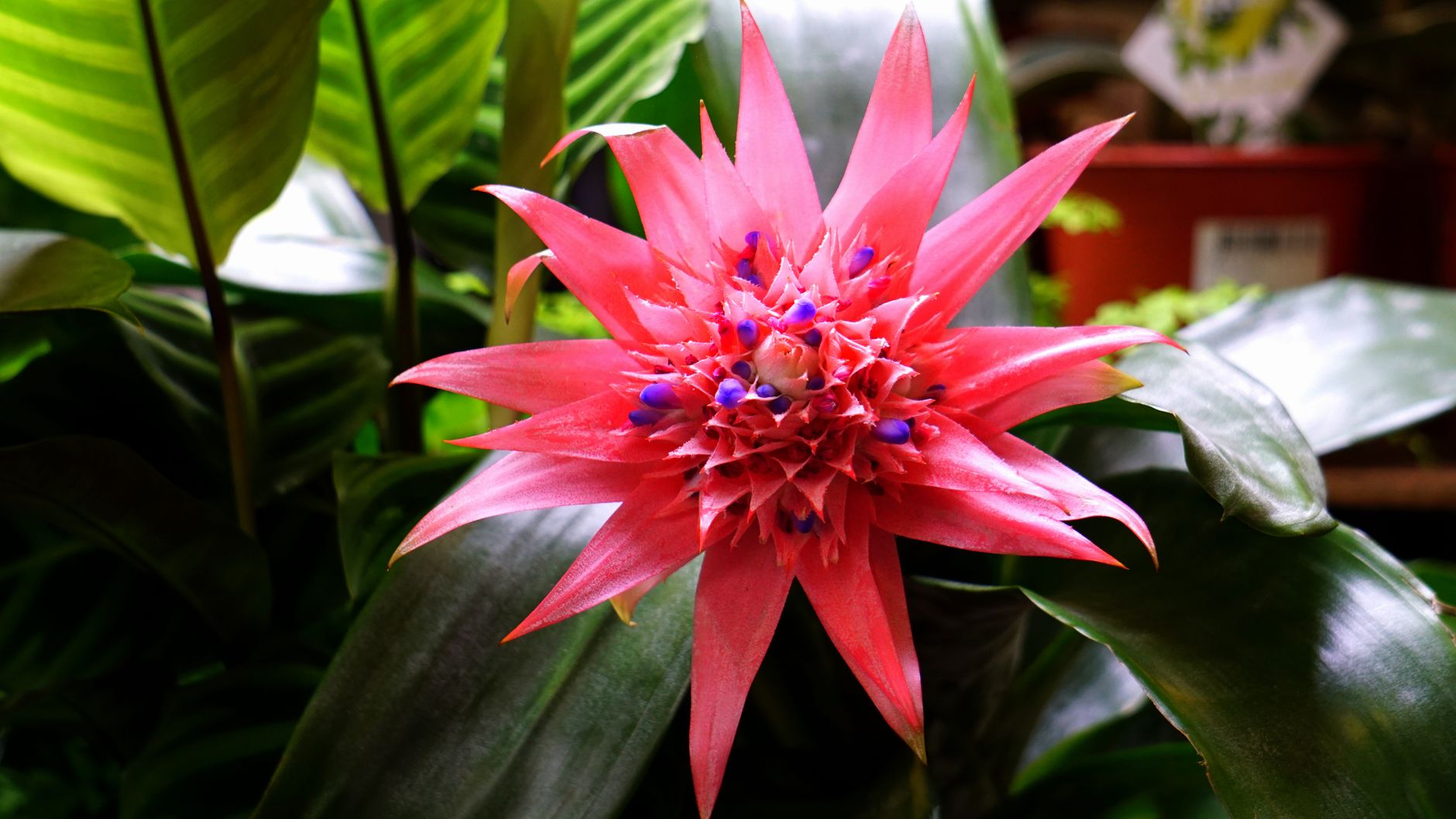 Bromelia tropical en maceta, cuidados de riego y mantenimiento de bromelia
