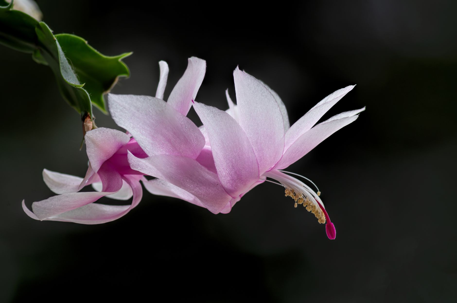 Cactus de Navidad, Schlumbergera, con flor rosa en detalle