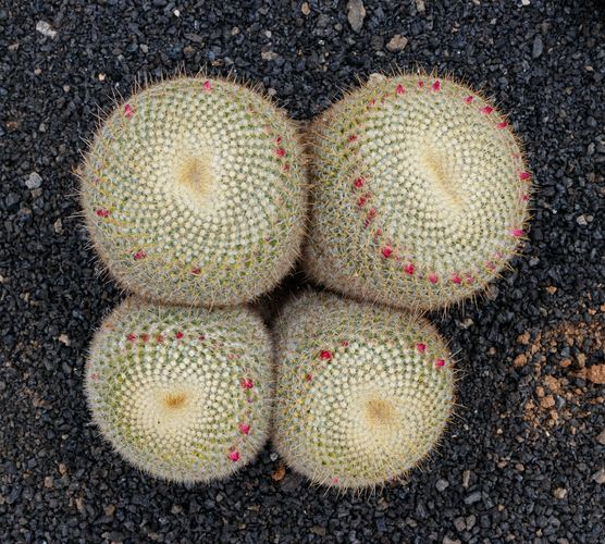 Mammillaria muehlenpfordtii, cactus bola perfecto para principiantes en interior