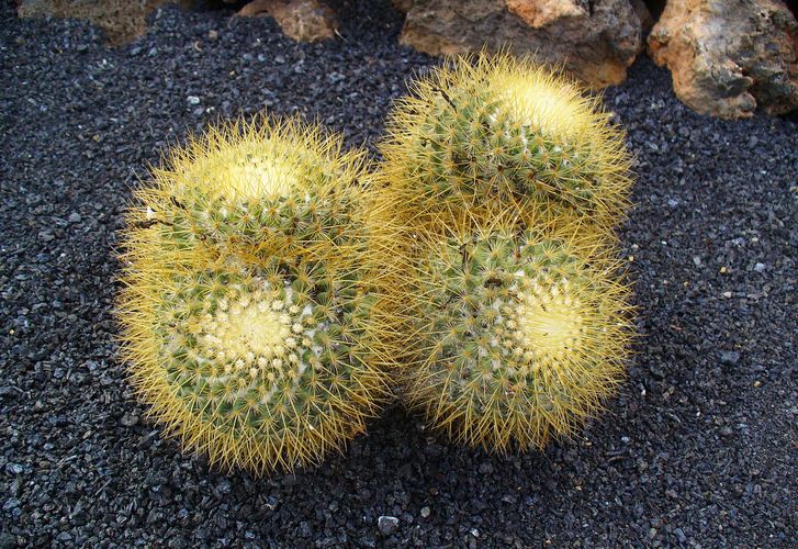 Mammillaria rhodantha pringlei, variedad de cactus bola con espinas coloridas