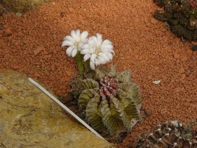 Gymnocalycium mihanovichii, cactus de interior que tolera la poca luz