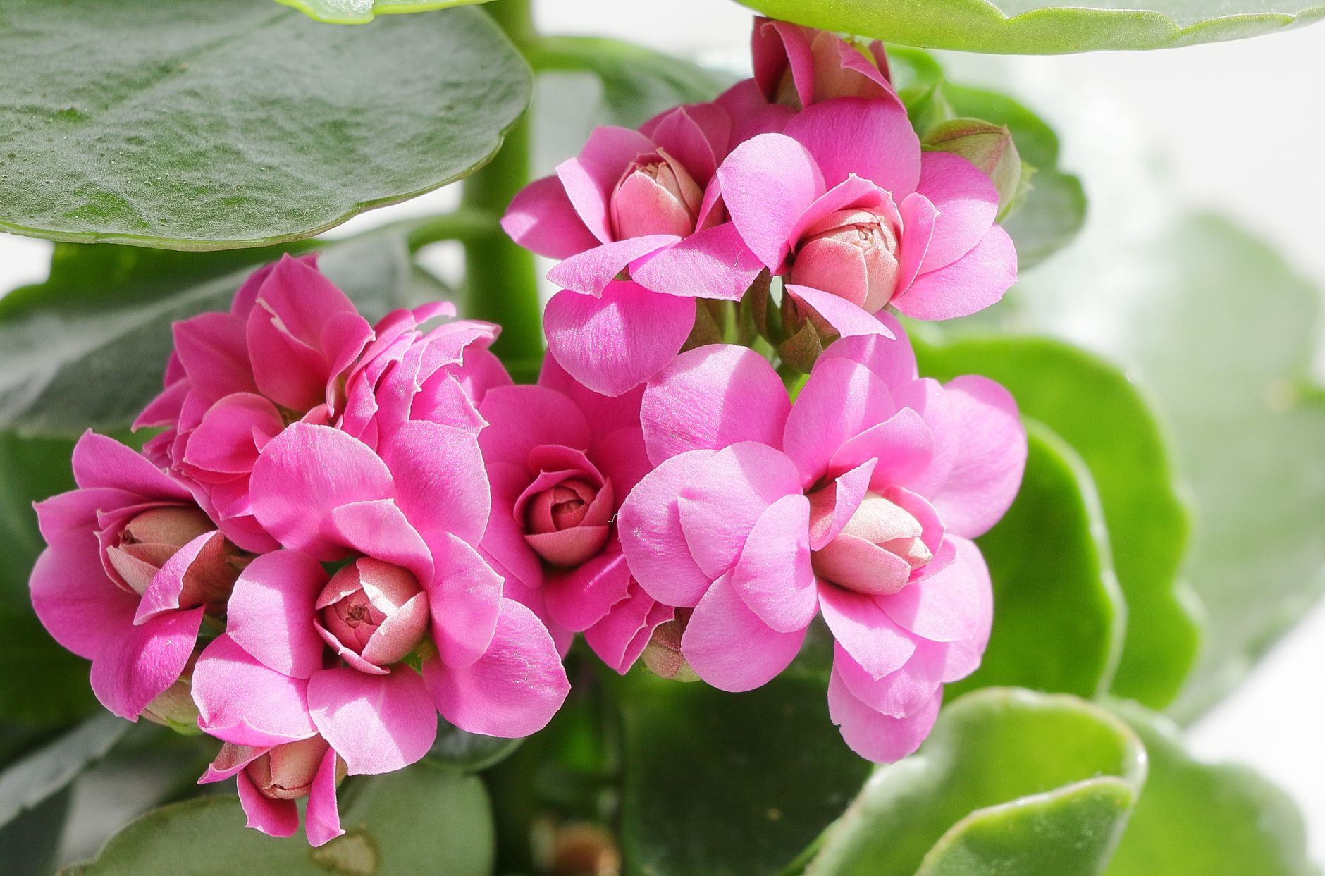 Calancoe Kalanchoe blossfeldiana con flores rojas en plena floraci&oacute;n en maceta de interior
