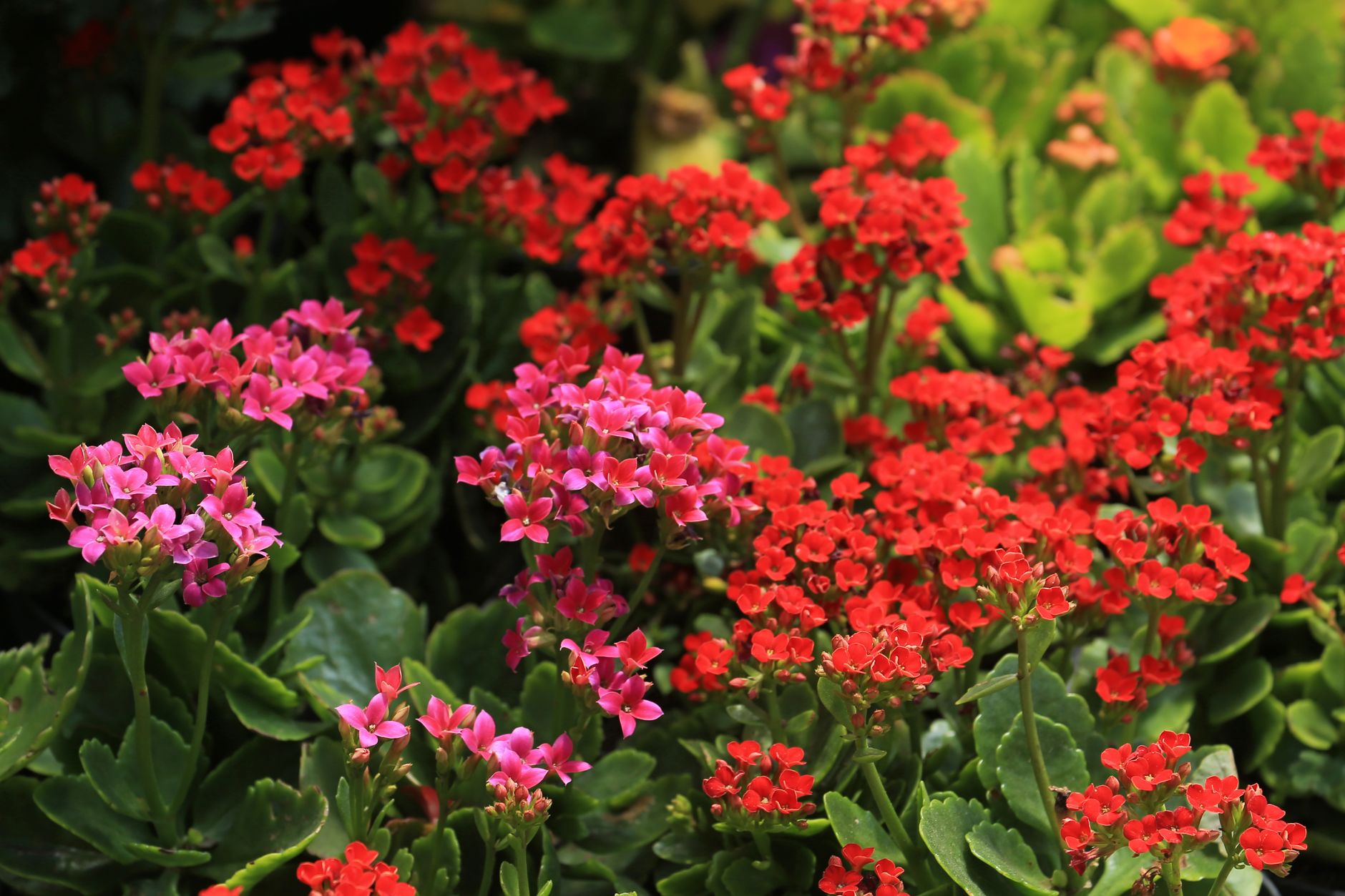 Primer plano de flores de calancoe de color rojo intenso sobre hojas suculentas verdes
