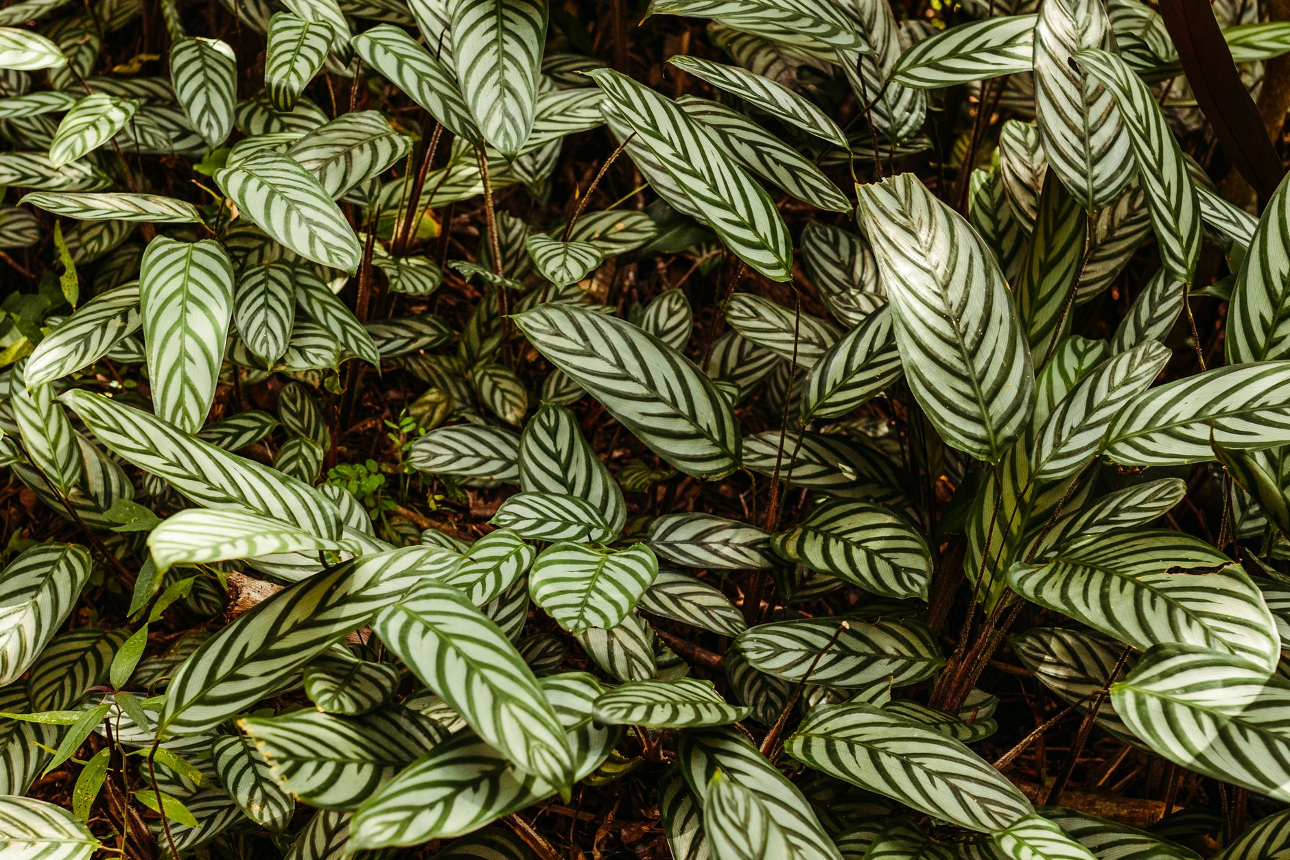 Hojas de Calathea con estampado de rayas verde oscuro y verde claro en un ambiente húmedo tropical