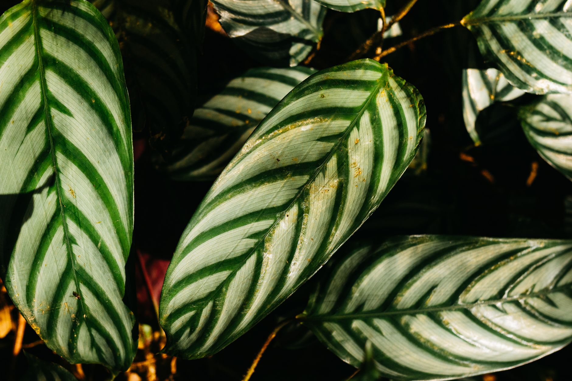 Detalle de hojas de Calathea a contraluz mostrando las nervaduras y el estampado característico