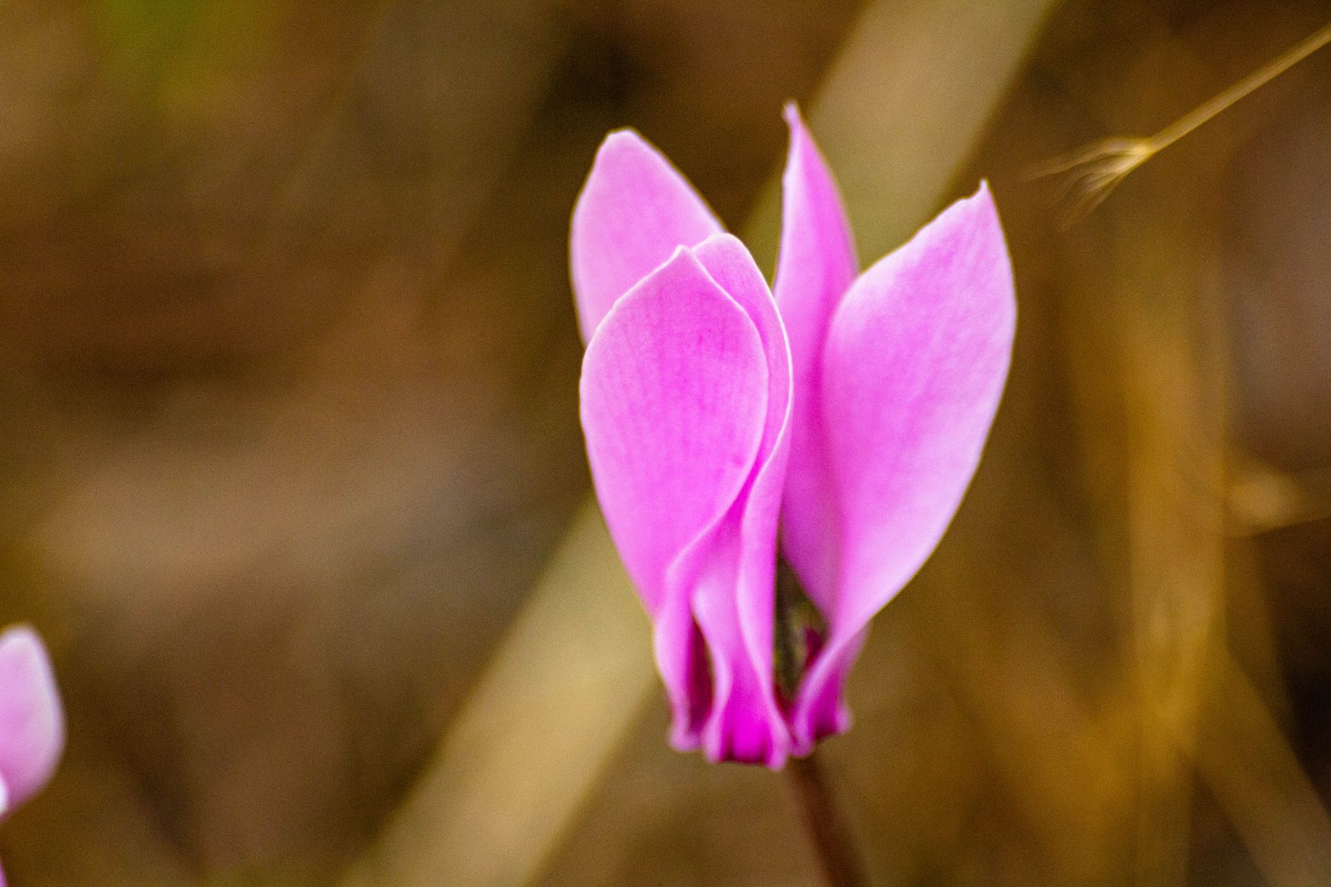 Ciclamen o Cyclamen persicum con flores rosas y hojas con estampado plateado, planta de interior de otoño e invierno