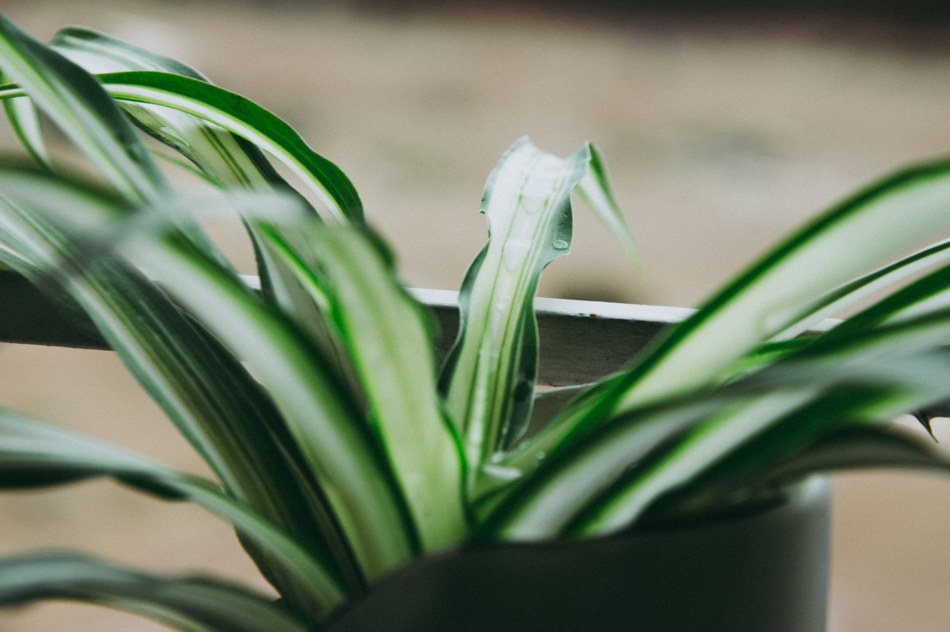 Variedad de Cinta Chlorophytum con hojas verdes y blancas