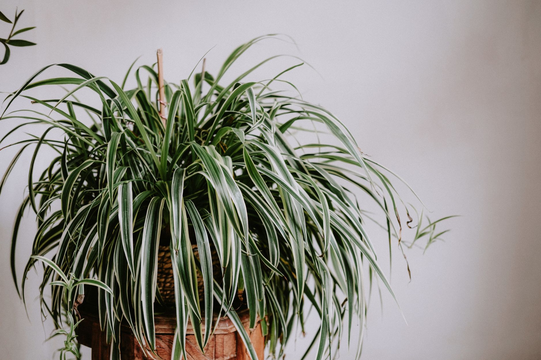 Cinta Chlorophytum comosum con hojas arqueadas verdes y blancas