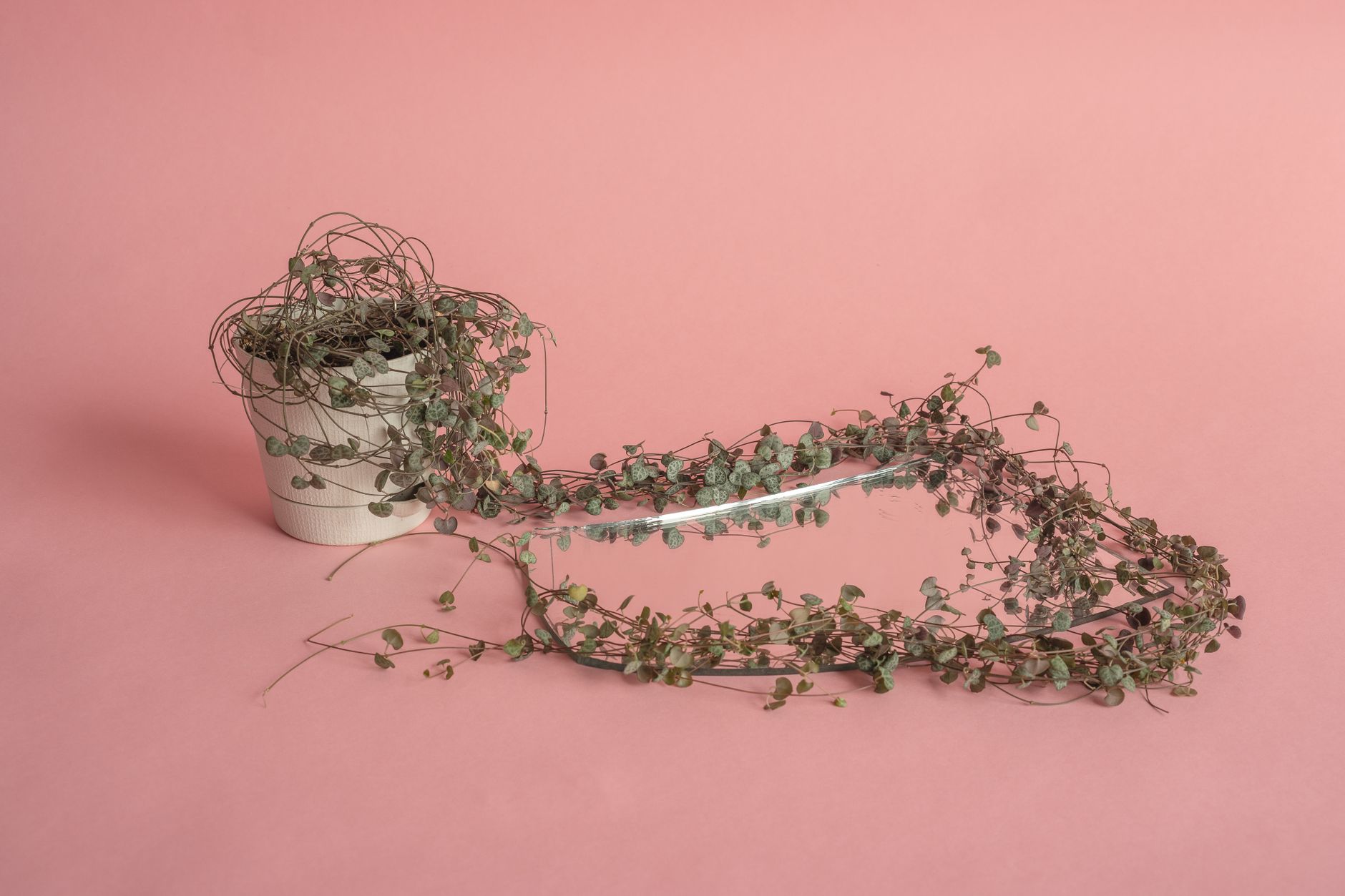 Collar de corazones Ceropegia woodii con tallos colgantes y hojas en forma de coraz&oacute;n jaspeadas de plata