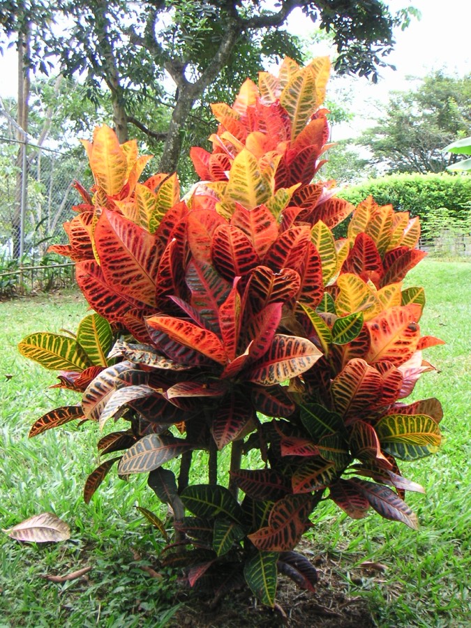 Croton (Codiaeum variegatum) con hojas de colores intensos rojo, amarillo y verde