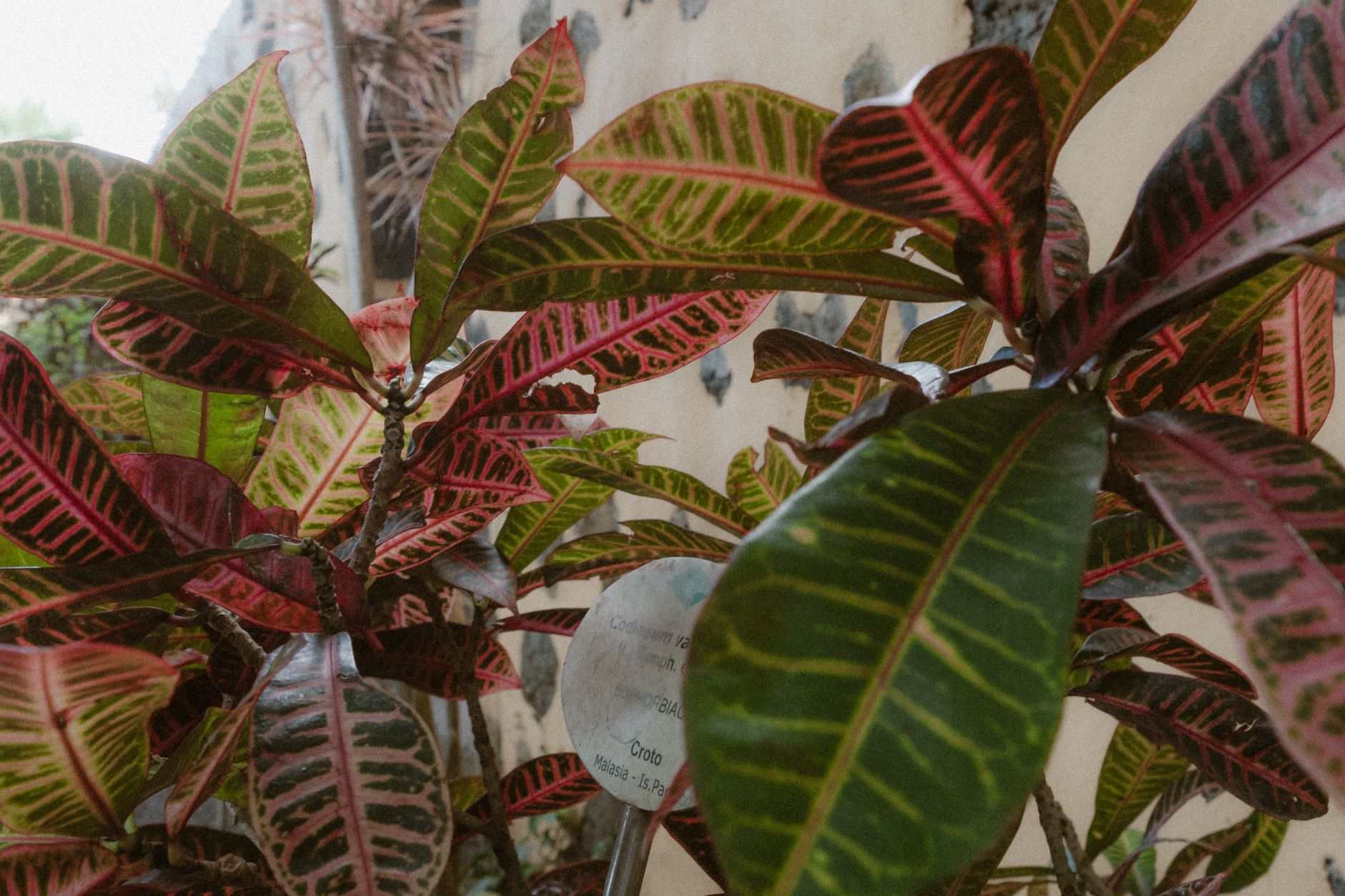 Croton en maceta como planta de interior colorida