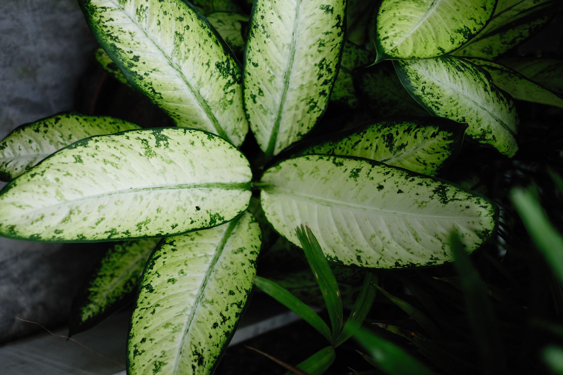 Dieffenbachia con hojas grandes variegadas en maceta de interior