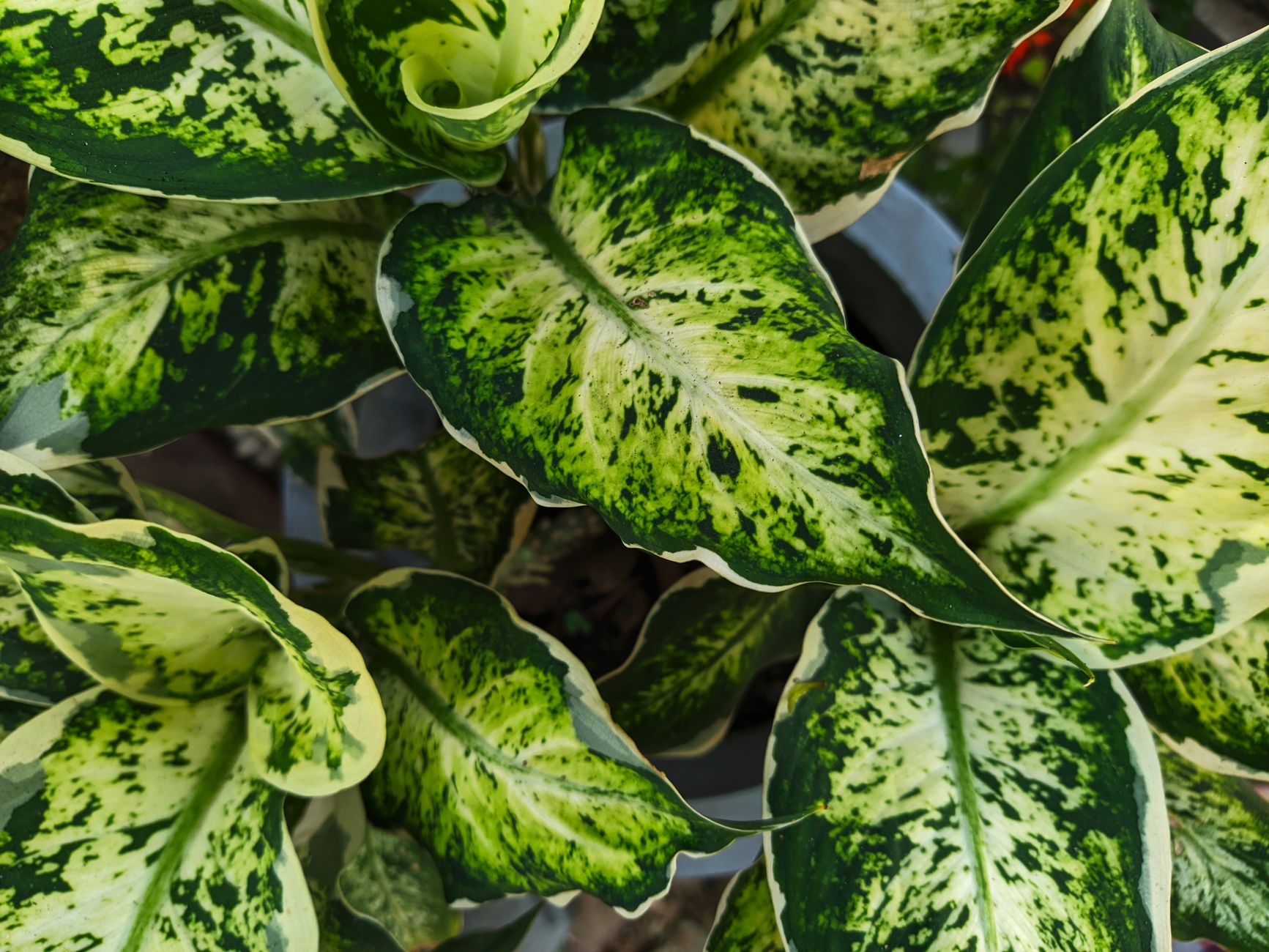 Hojas variegadas de Dieffenbachia en primer plano con tonos verdes y crema