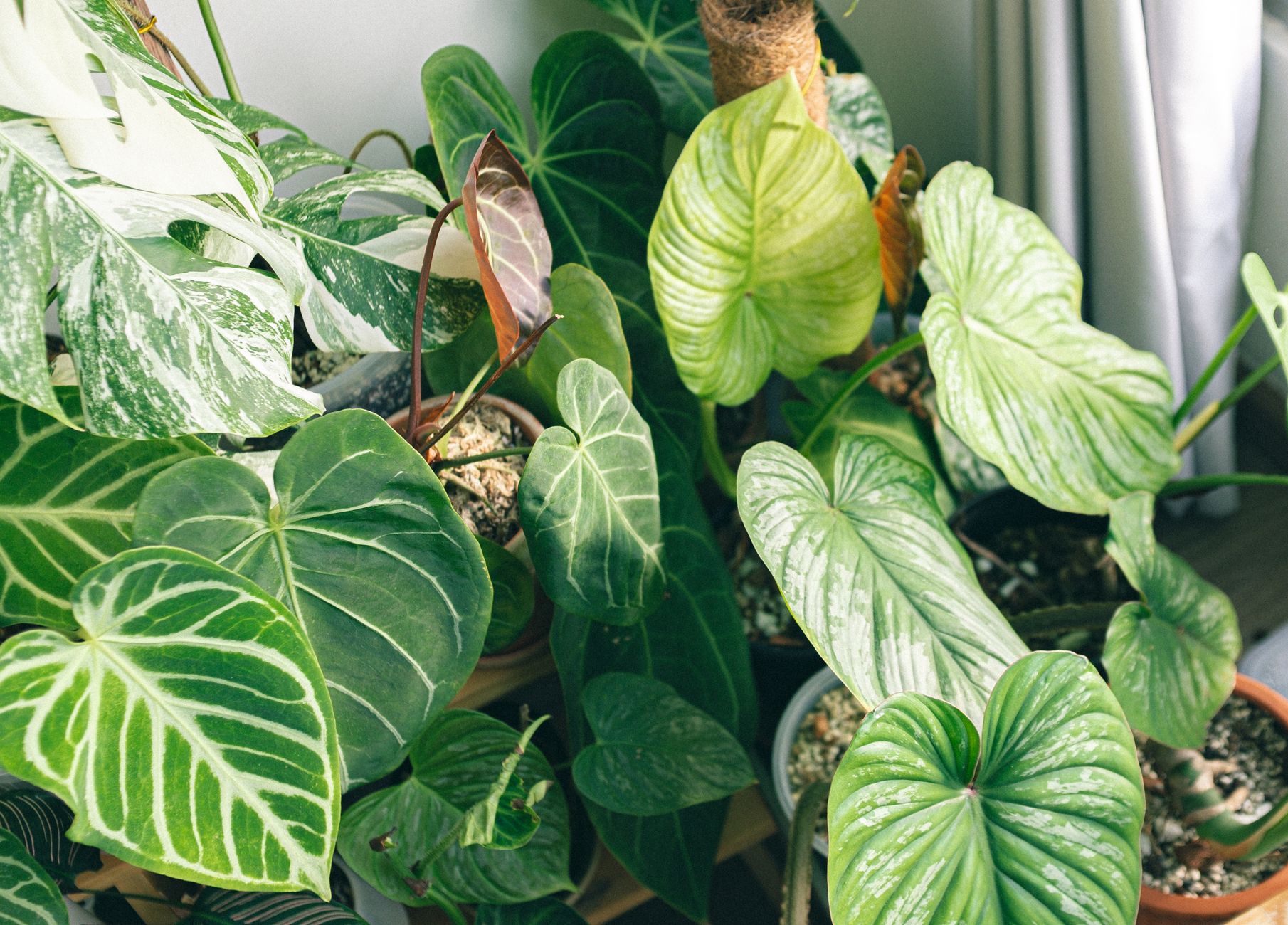 Planta tropical decorativa en maceta de cerámica en salón moderno