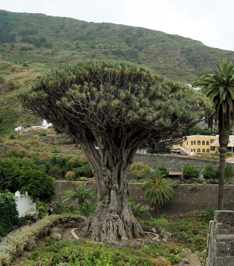Drácena (Dracaena) planta de interior con hojas alargadas verdes