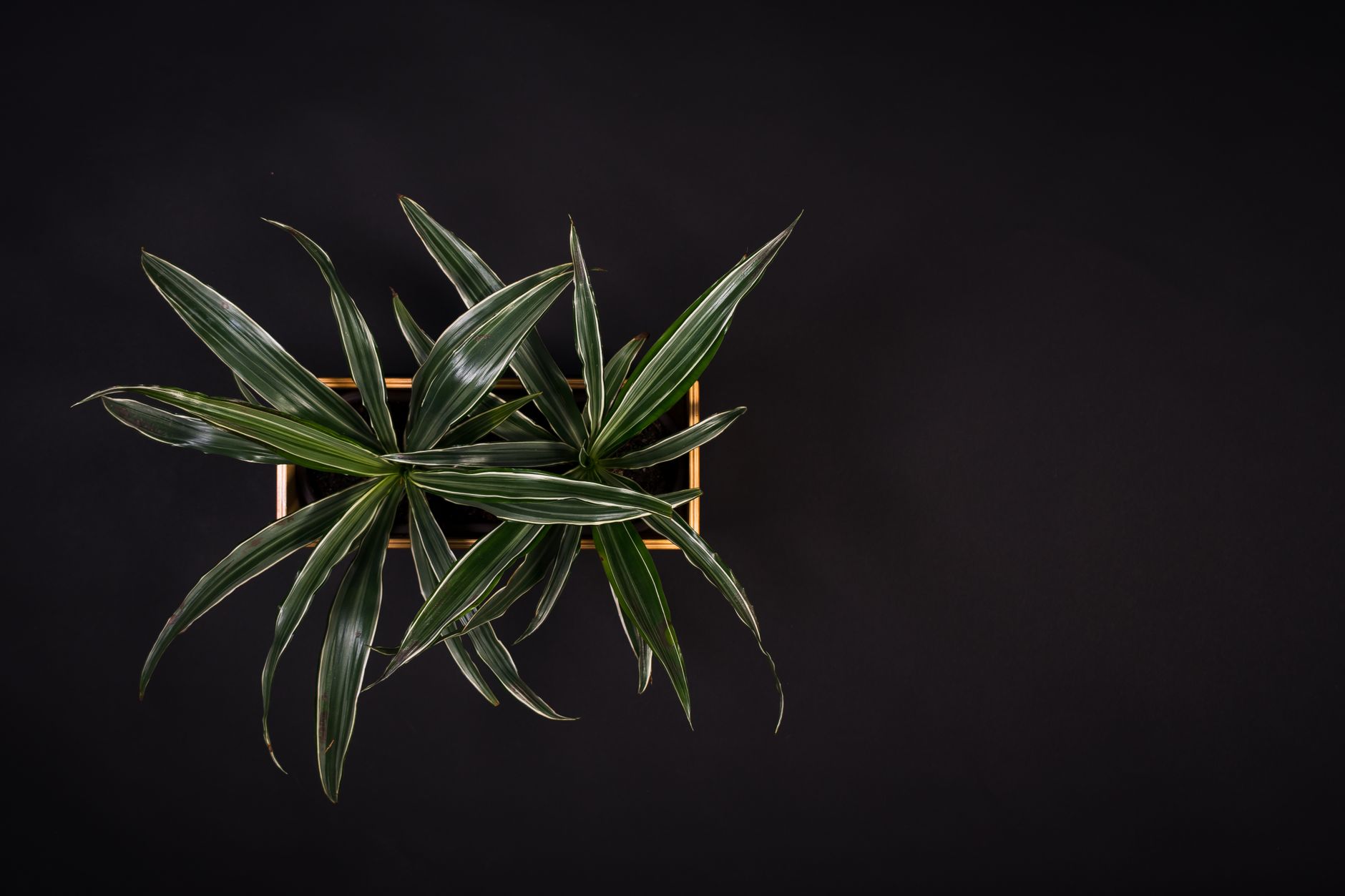 Drácena en maceta decorativa como planta de interior de bajo mantenimiento