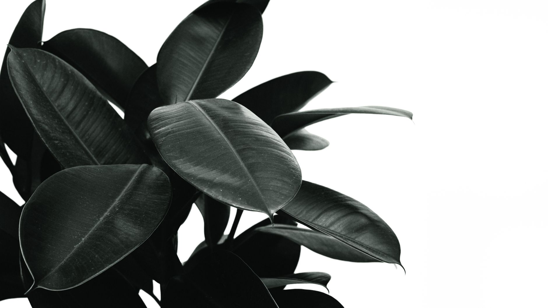 Hojas grandes, ovaladas y brillantes de Ficus elastica, el árbol del caucho, planta de interior