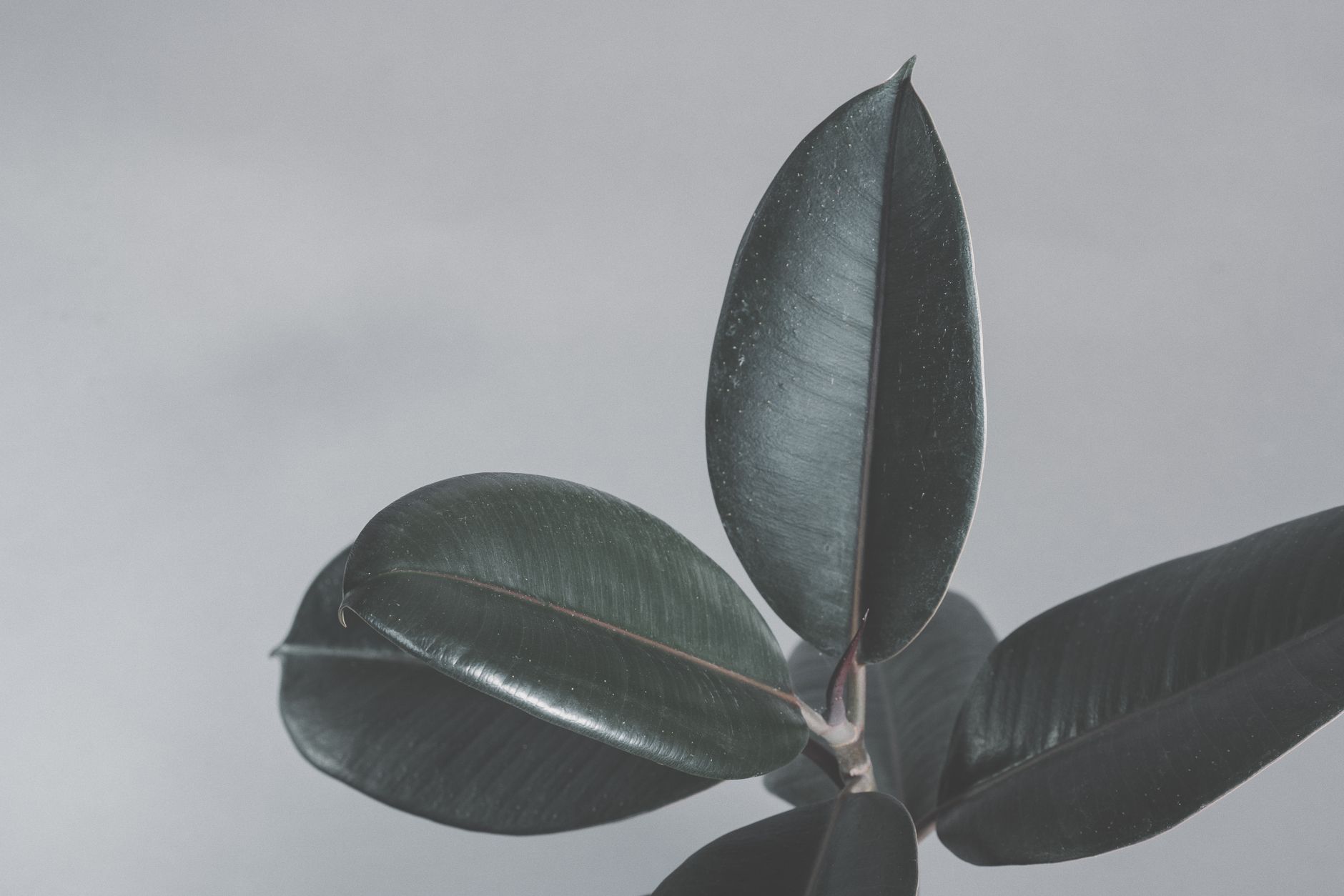Detalle de brote nuevo de Ficus elastica con hoja enrollada en tono rojizo antes de abrirse