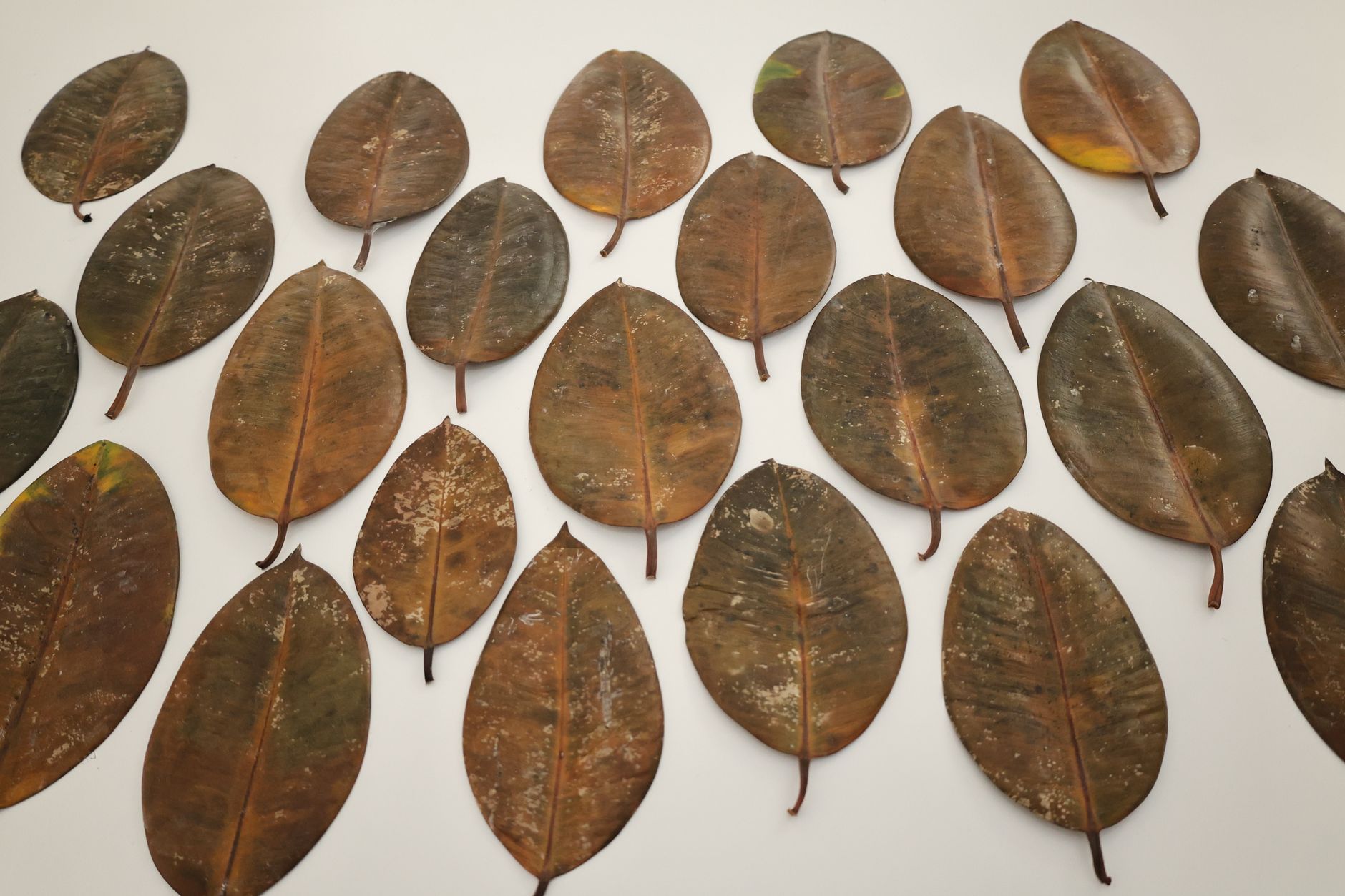Hojas secas y caídas de Ficus elastica en el suelo, ejemplo de caída de hojas por estrés o riego incorrecto