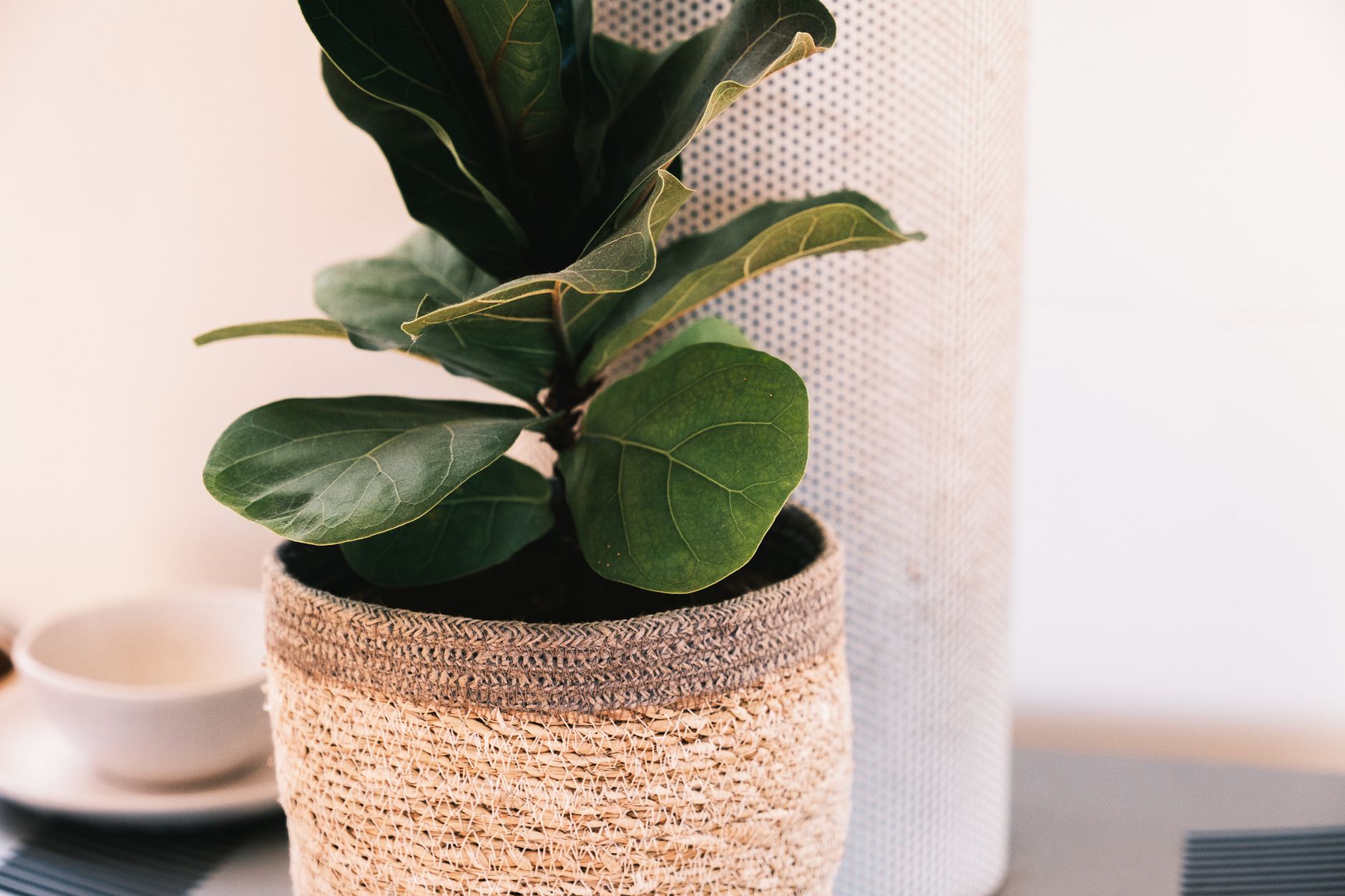 Ficus lyrata en salón luminoso junto a ventana grande con decoración contemporánea