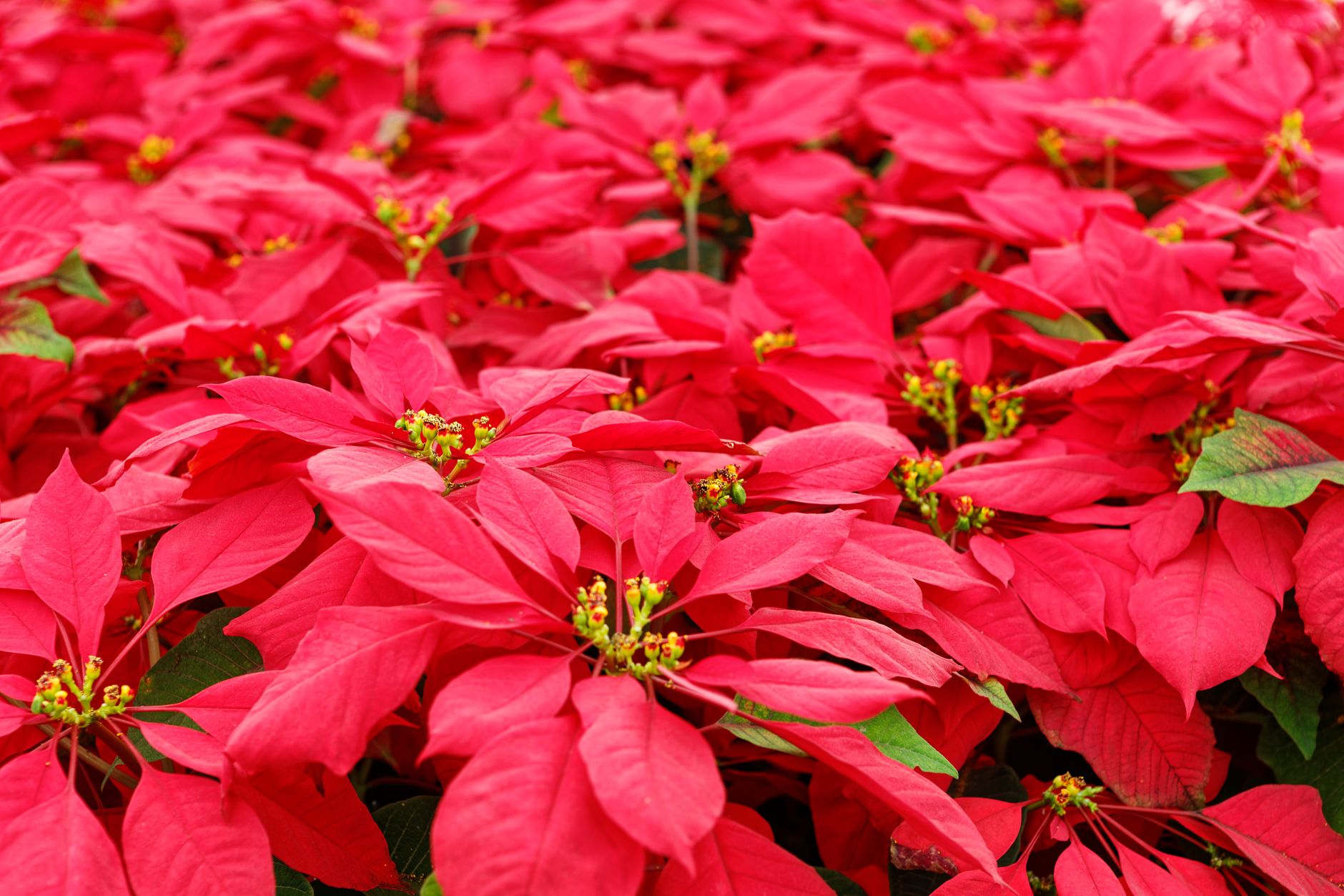 Flor de Pascua Poinsettia con brácteas rojas
