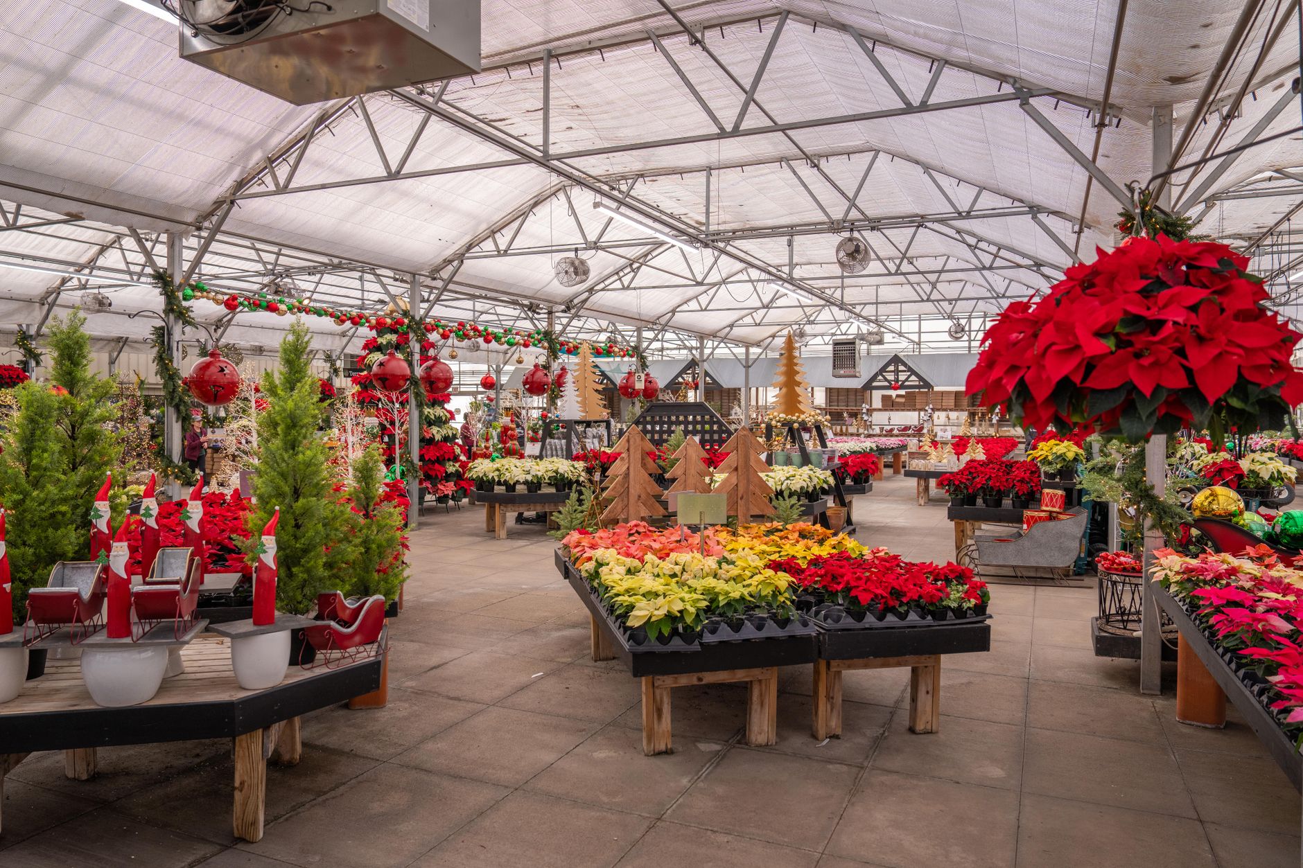 Maceta de Flor de Pascua Poinsettia decorando un interior en temporada navideña
