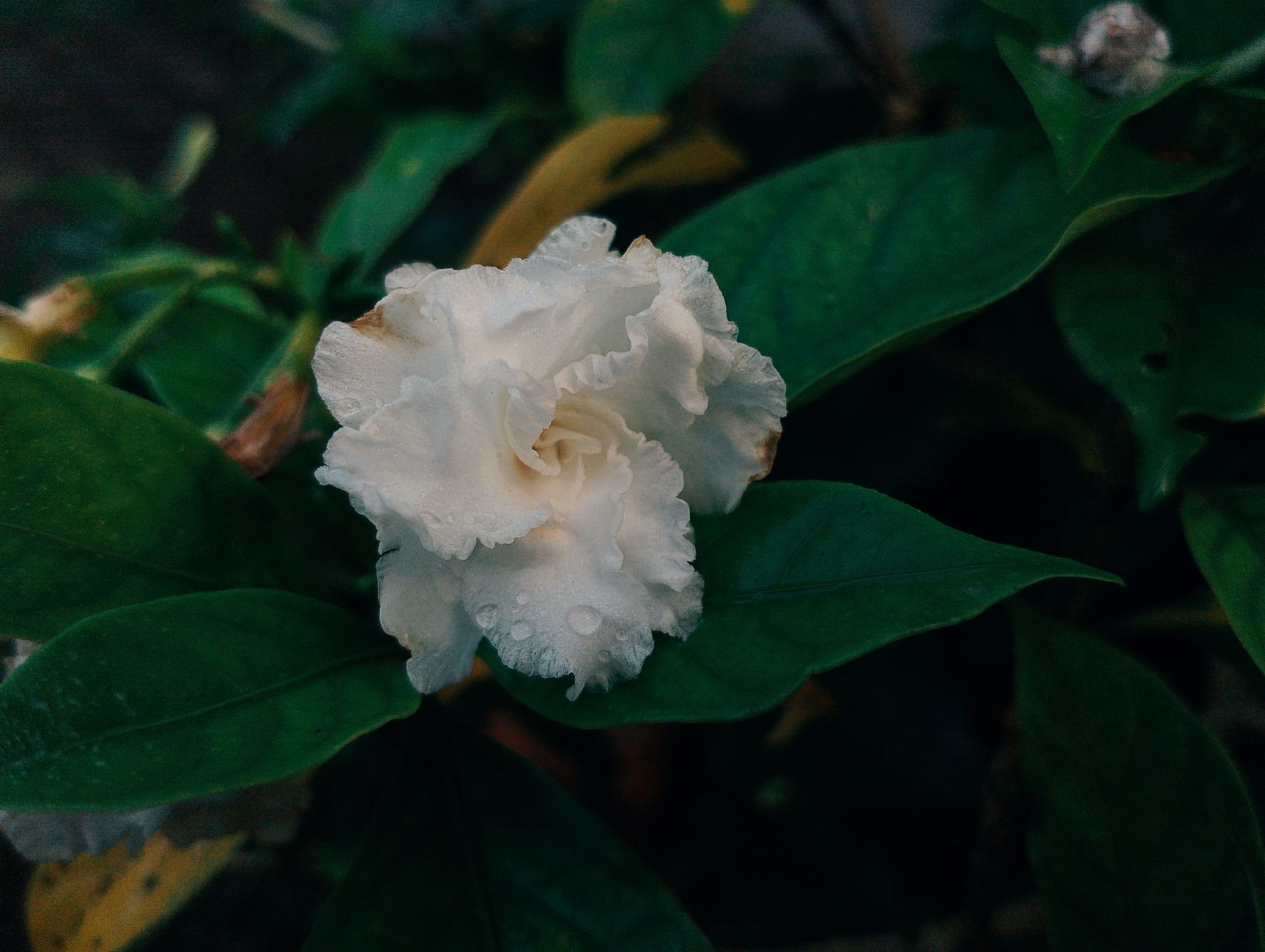 Gardenia planta con flores blancas