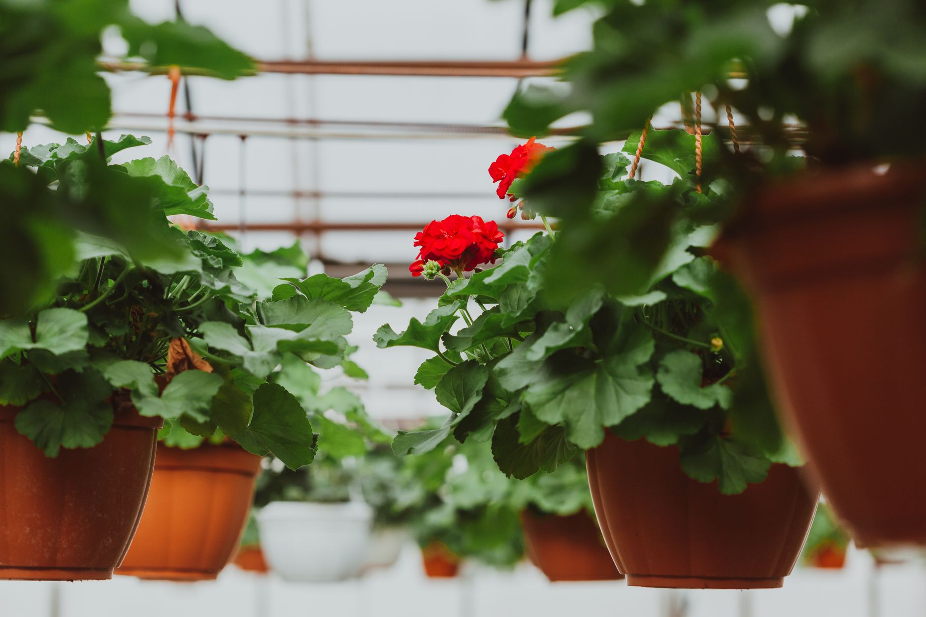 Geranio Pelargonium con flores rojas en maceta