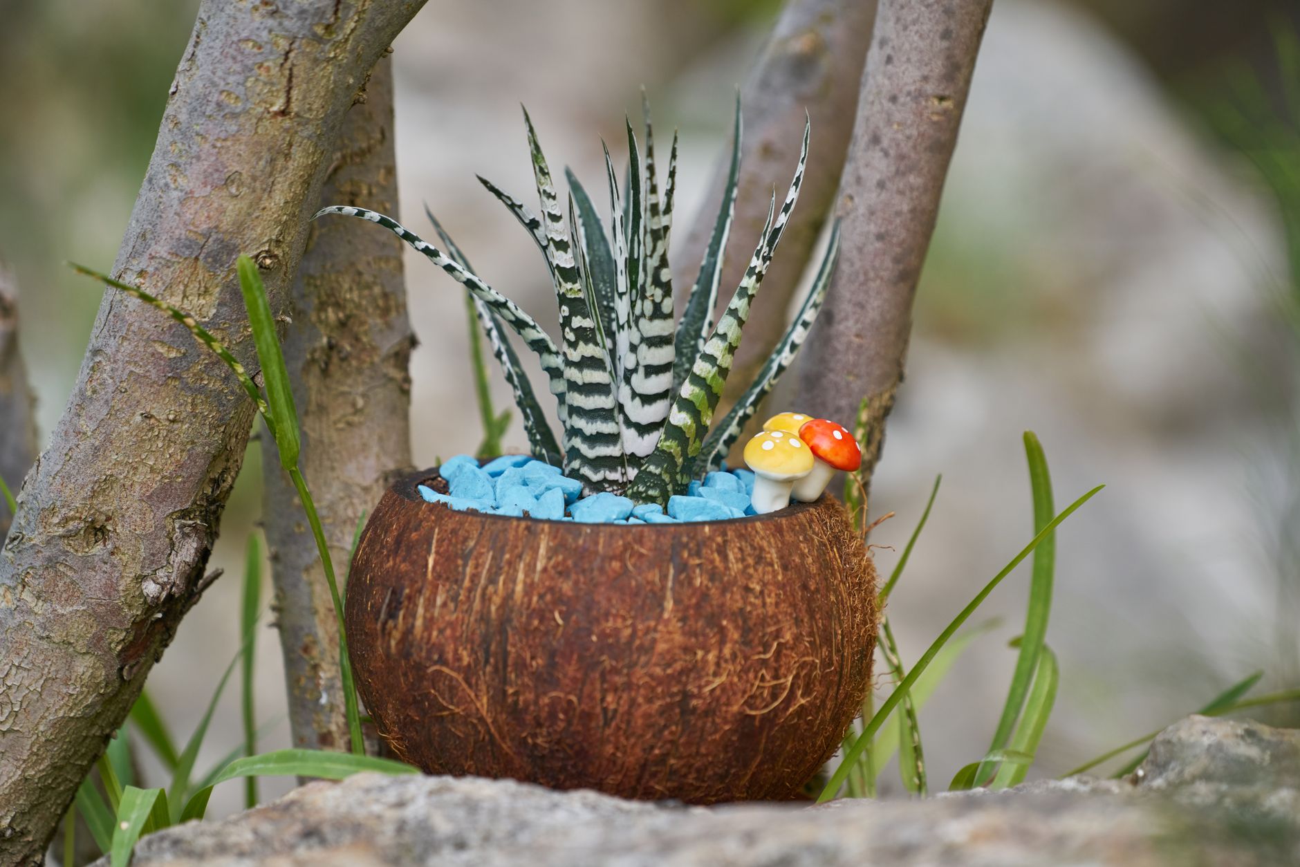 Haworthia suculenta segura mascotas poca luz
