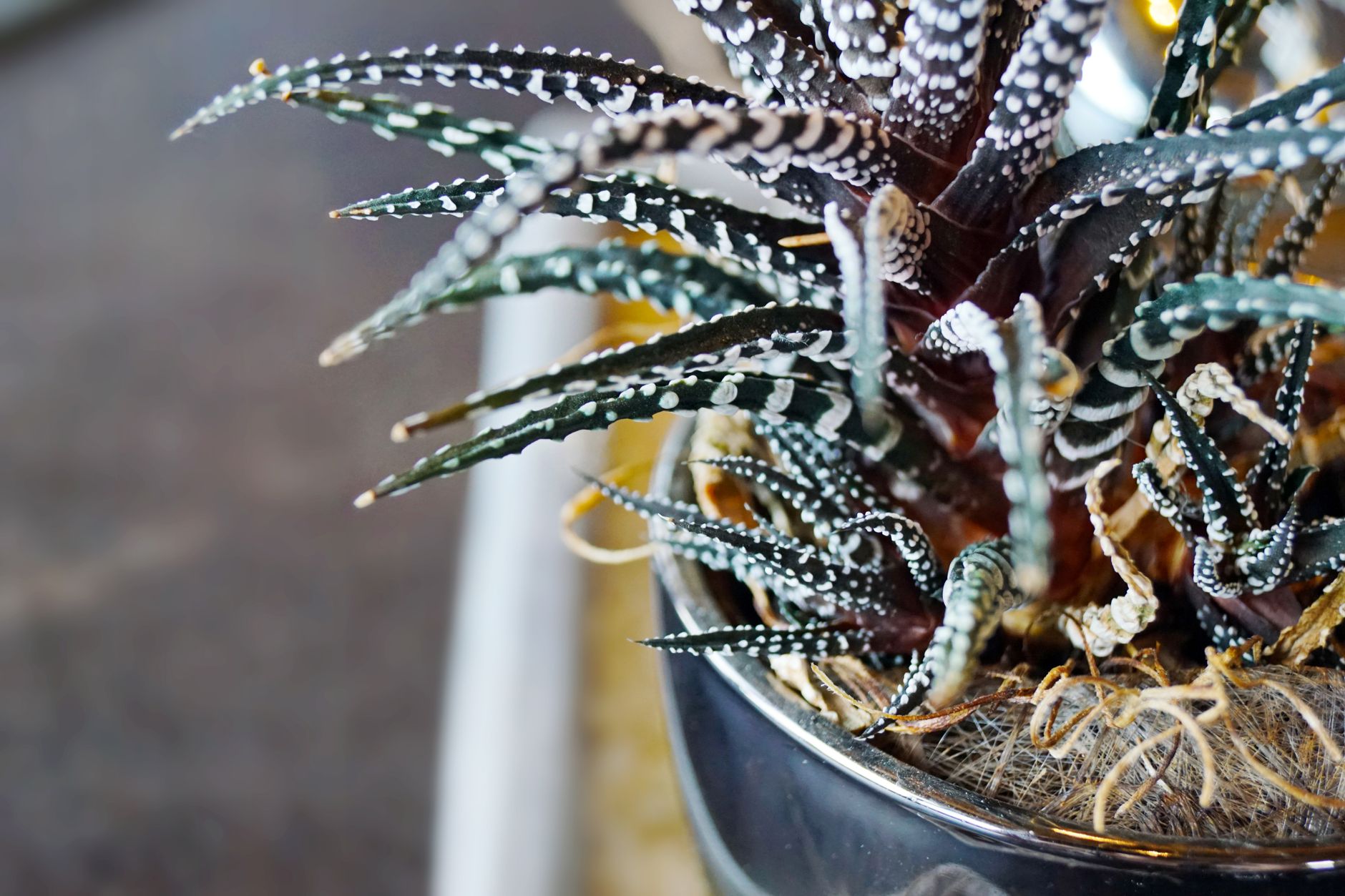 Haworthia con rayas blancas horizontales en detalle macro sobre hoja verde oscura