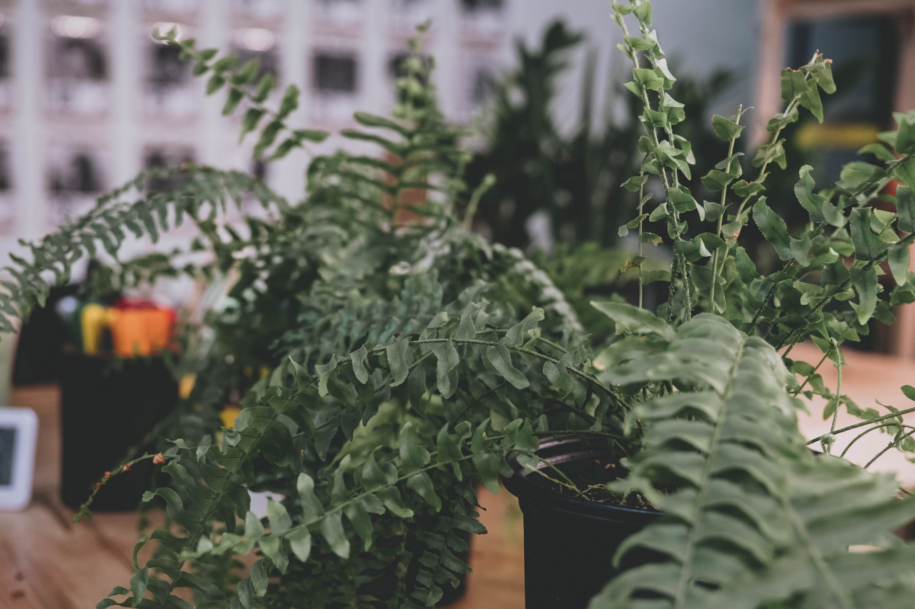 Helecho de Boston (Nephrolepis exaltata) con frondes verdes exuberantes en maceta colgante