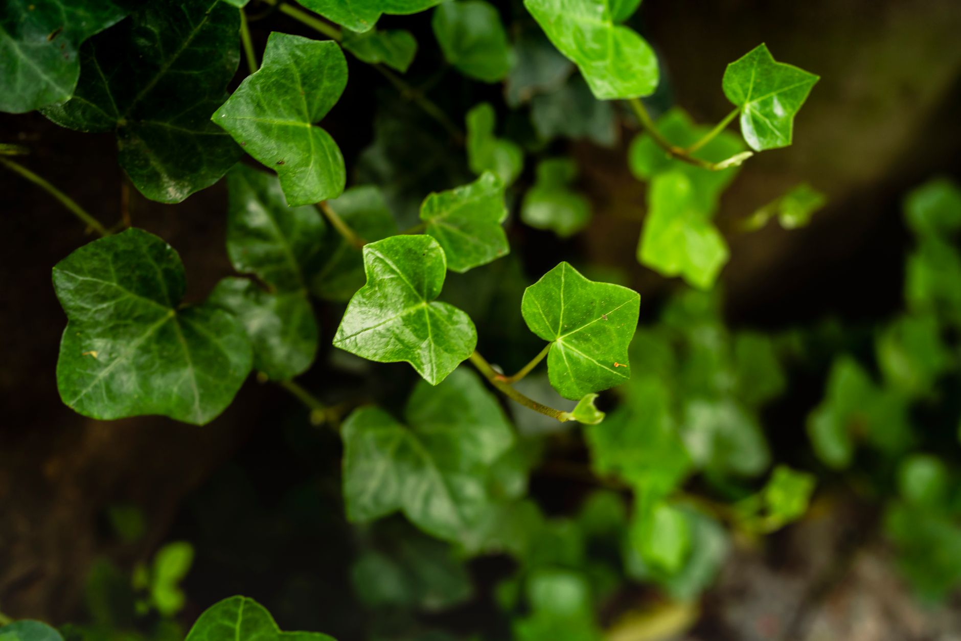 Hiedra Hedera helix en maceta colgante de interior con hojas lobuladas verdes