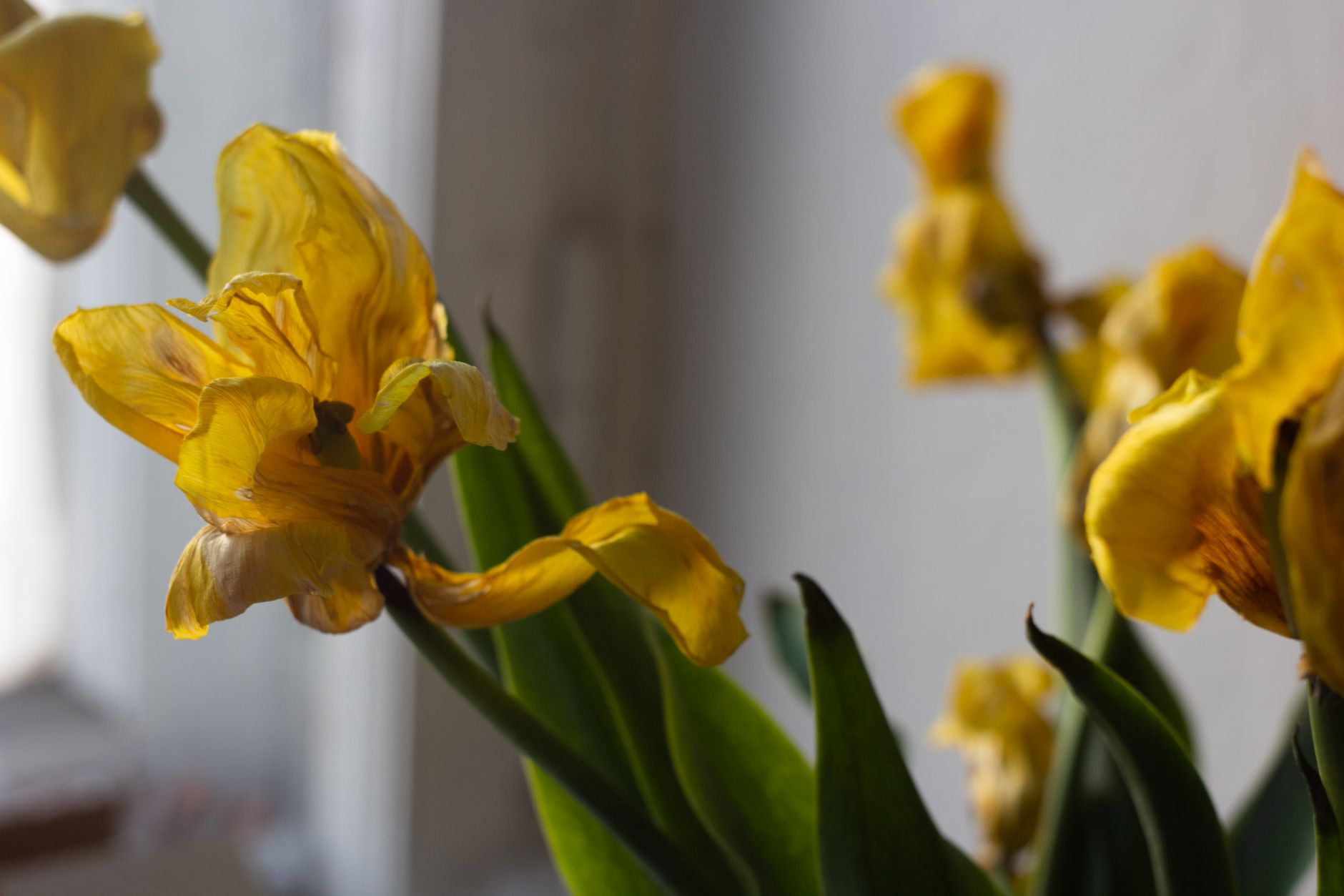 Planta con hojas inferiores amarillentas y tallos estirándose hacia la luz