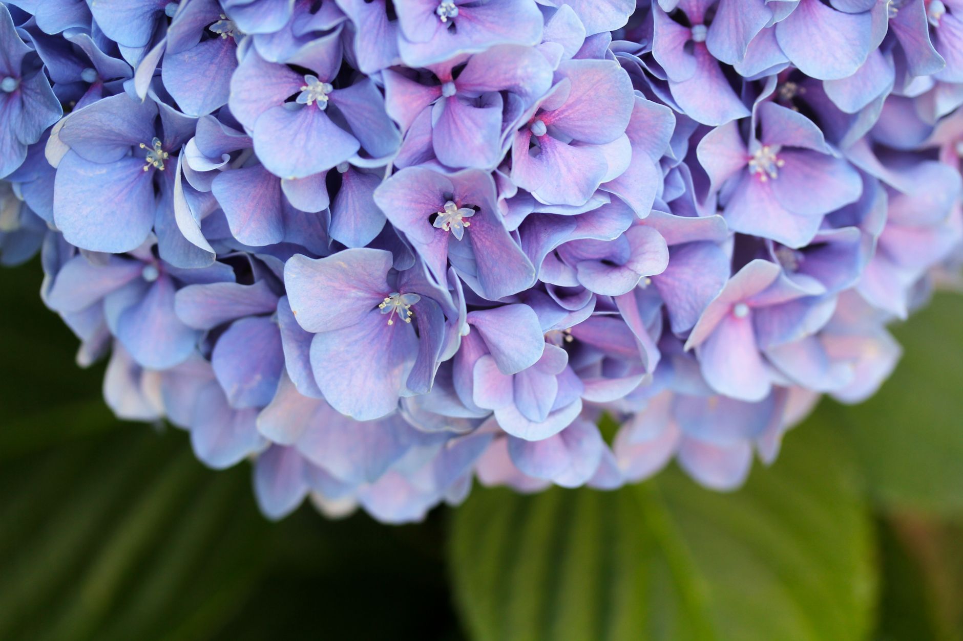Hortensia