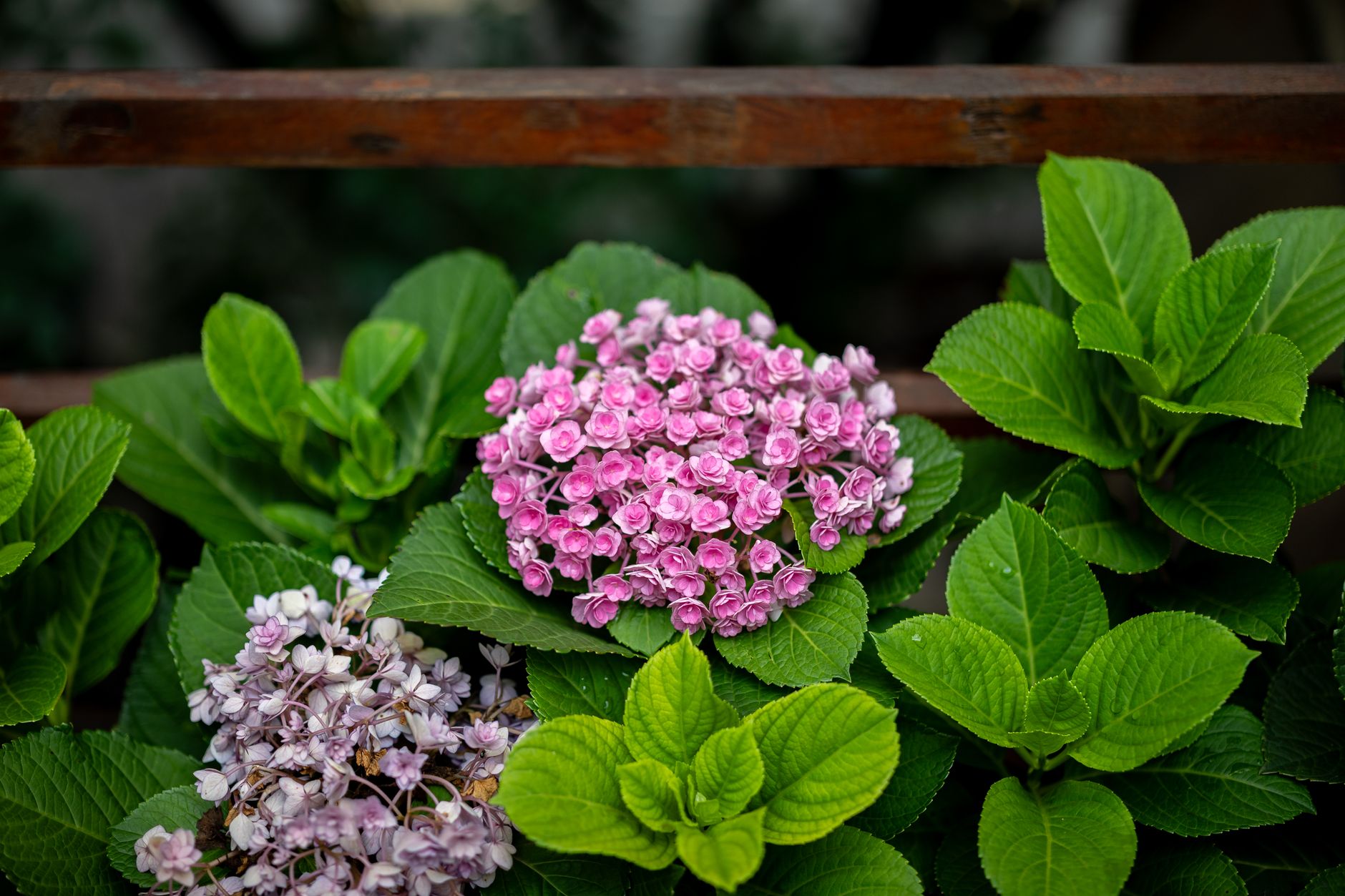 Arbusto de hortensia rosa en flor en un jardín
