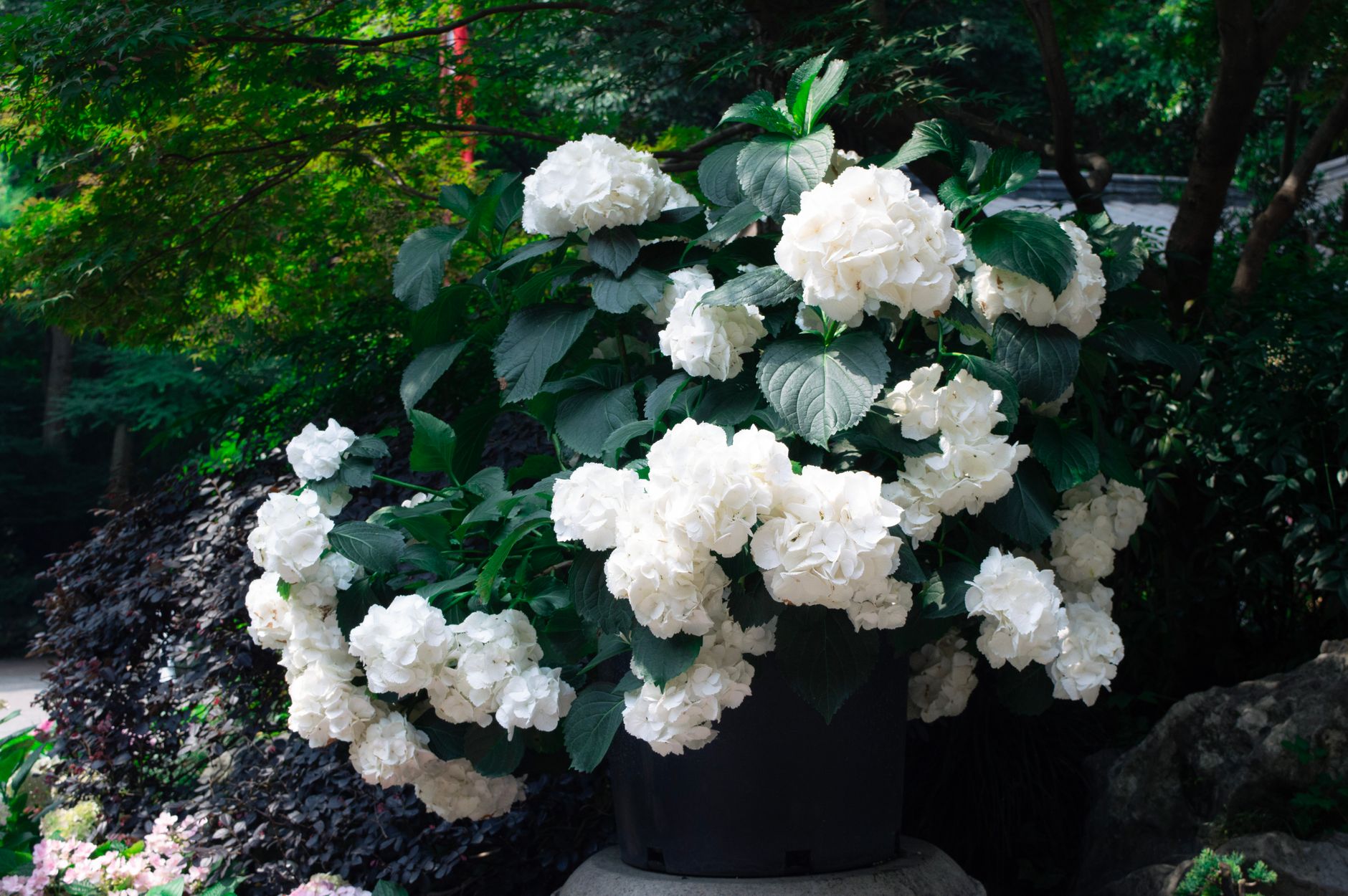 Hojas verdes de hortensia Hydrangea macrophylla en maceta