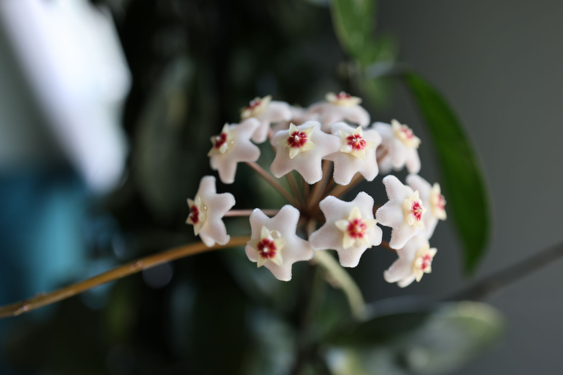 Hoya carnosa colgante con hojas cerosas verdes en maceta de interior