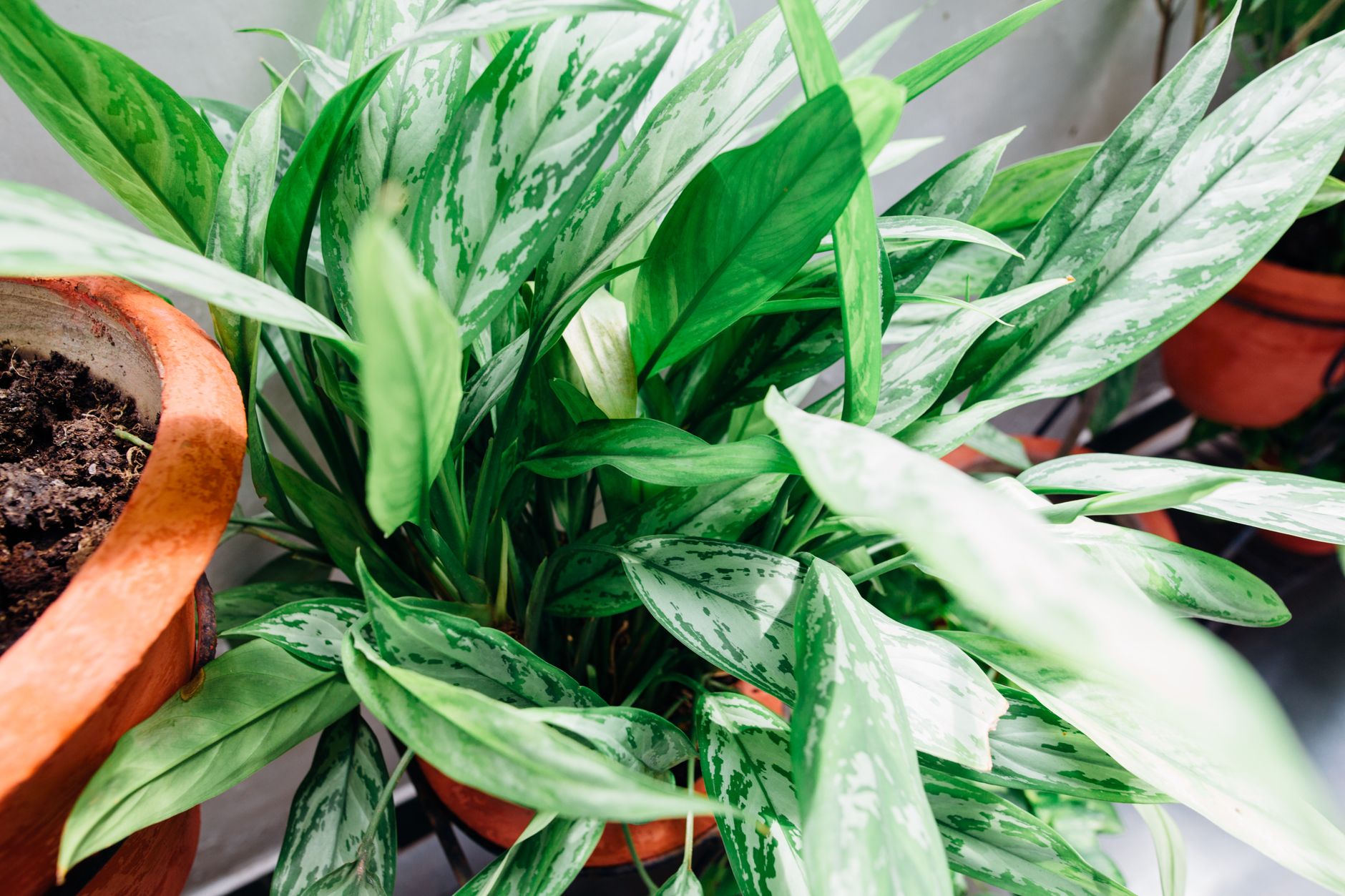 Aglaonema de hojas verdes y plateadas en maceta de interior