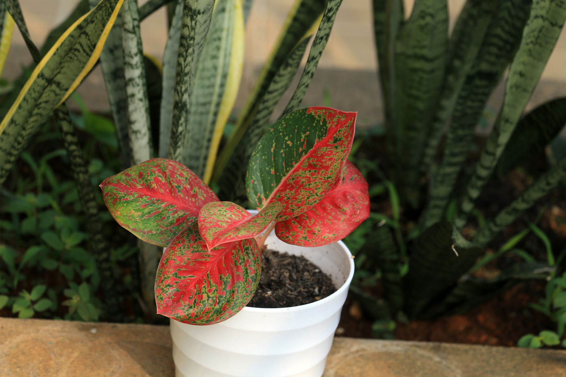 Aglaonema de variedad roja con hojas rojas y verdes en interior