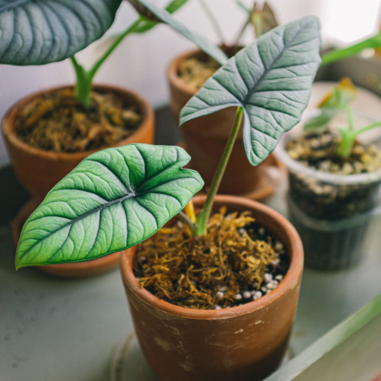 Alocasia oreja de elefante planta tropical de interior