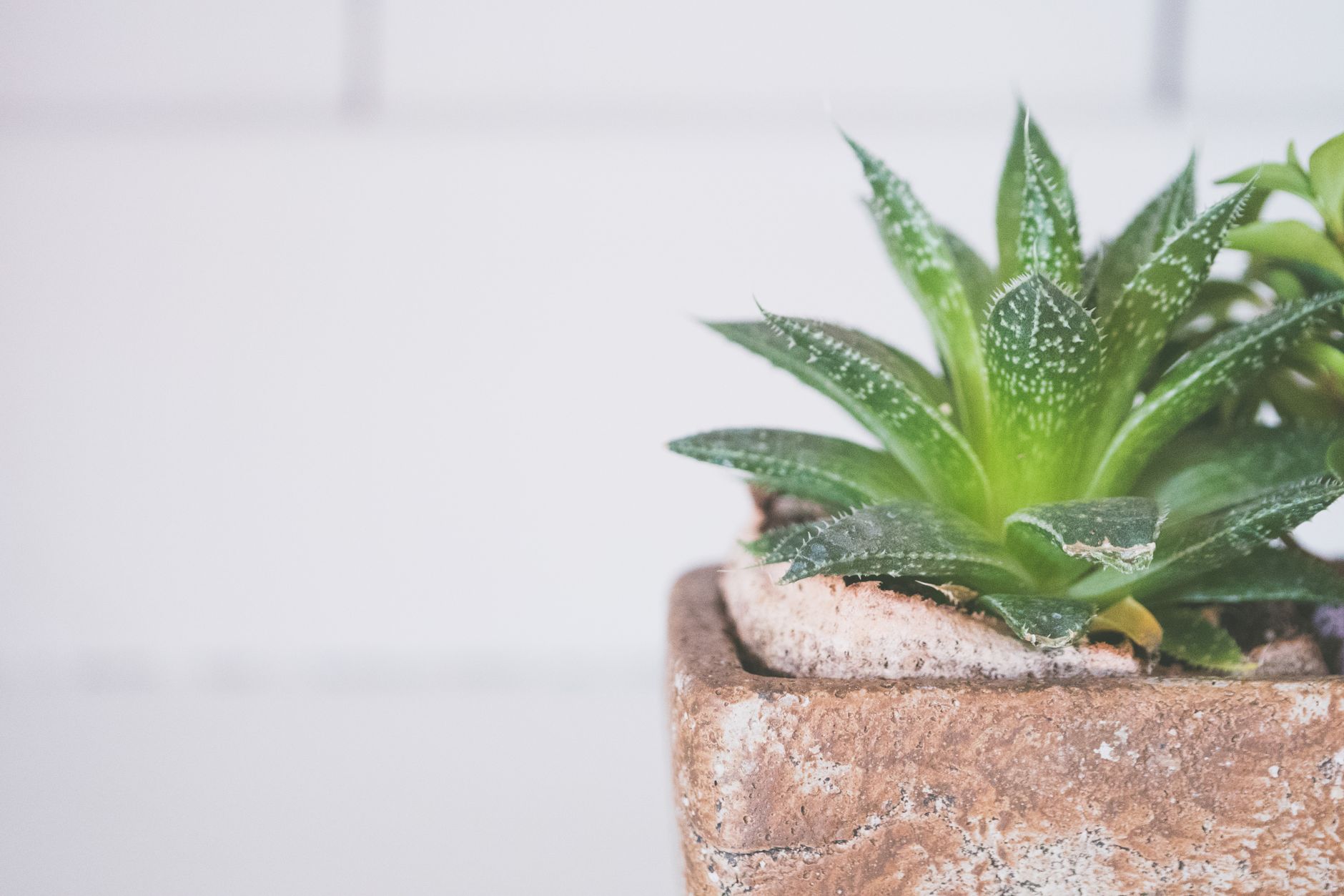 Aloe vera cuidados