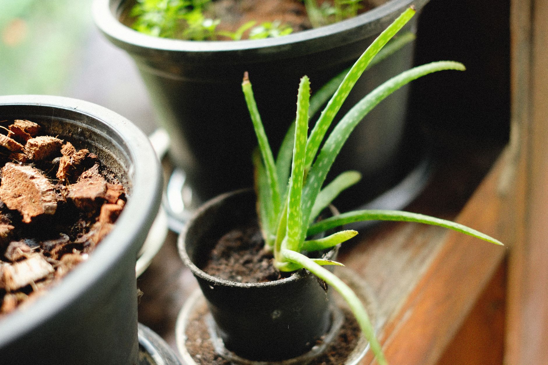 Aloe vera en maceta en interior del hogar junto a la ventana