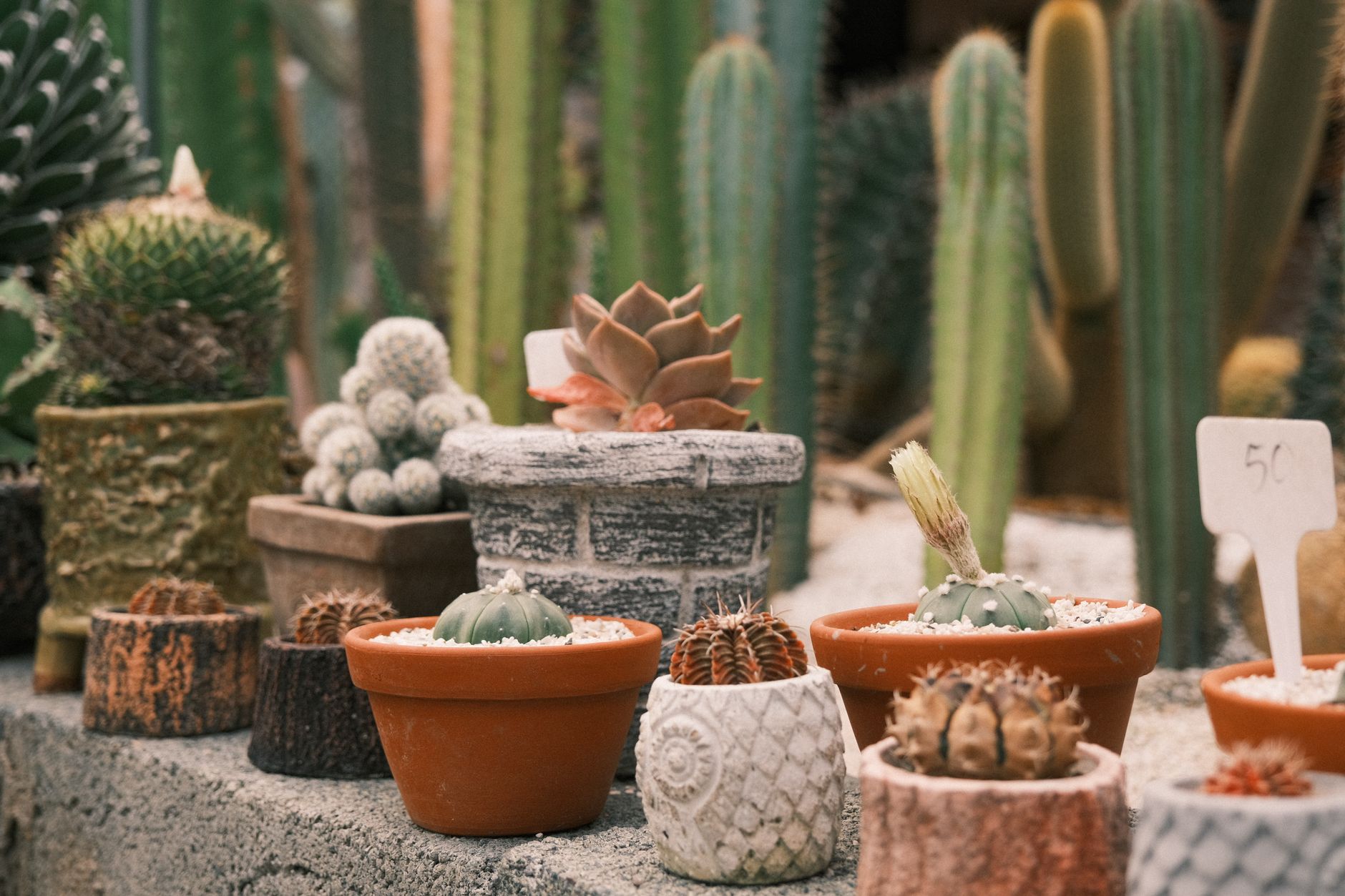 Plantas suculentas del desierto cuidados en maceta