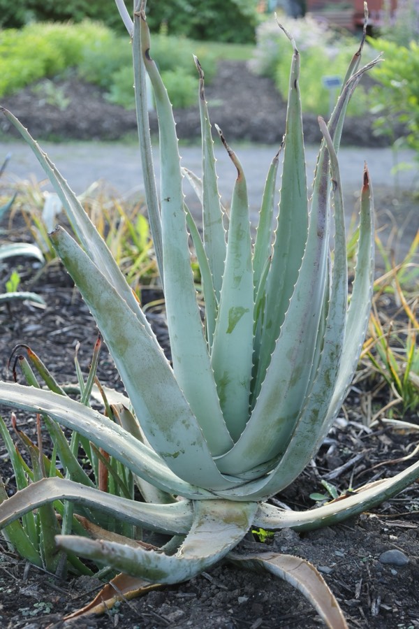 Aloe vera